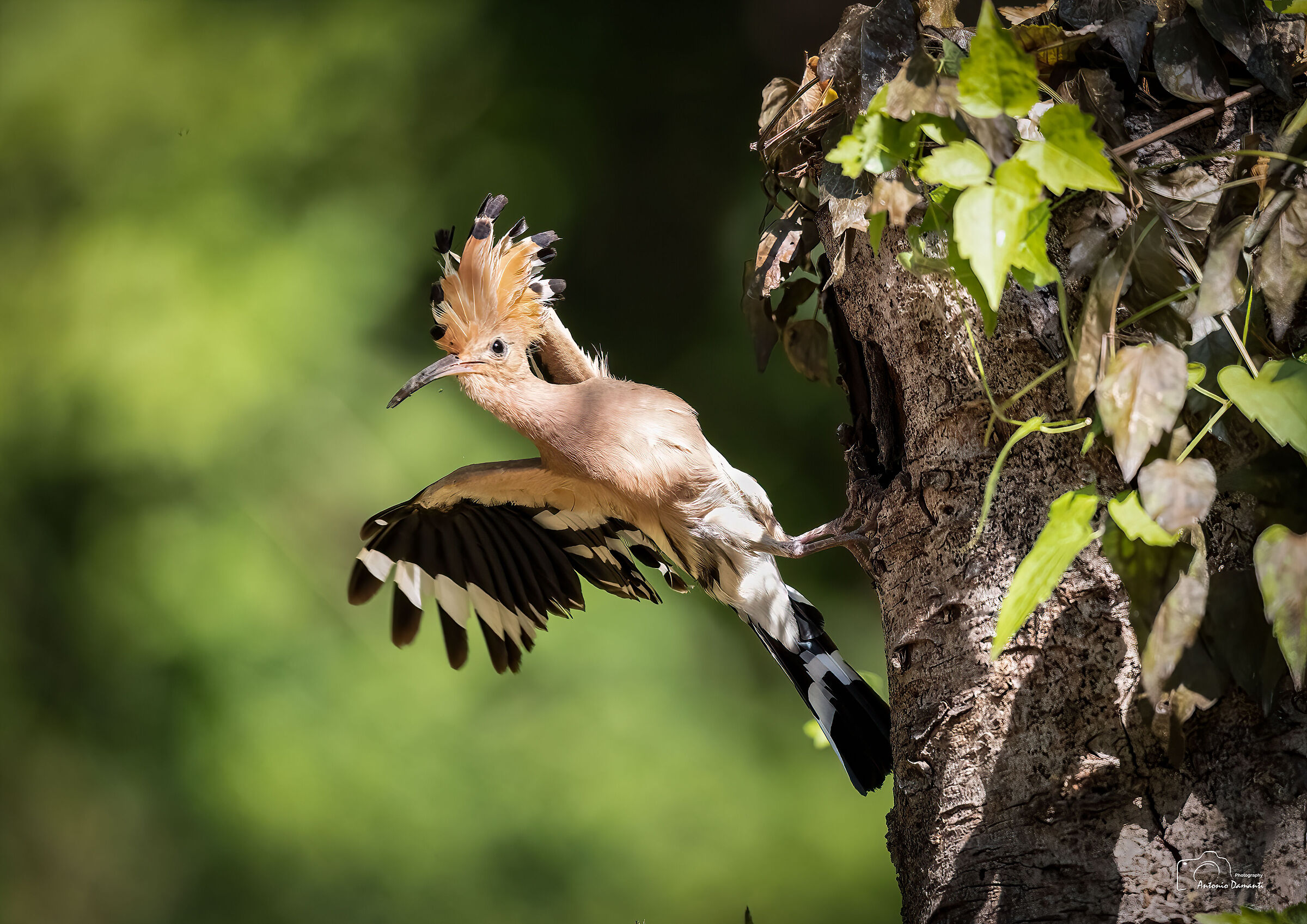 Hoopoe