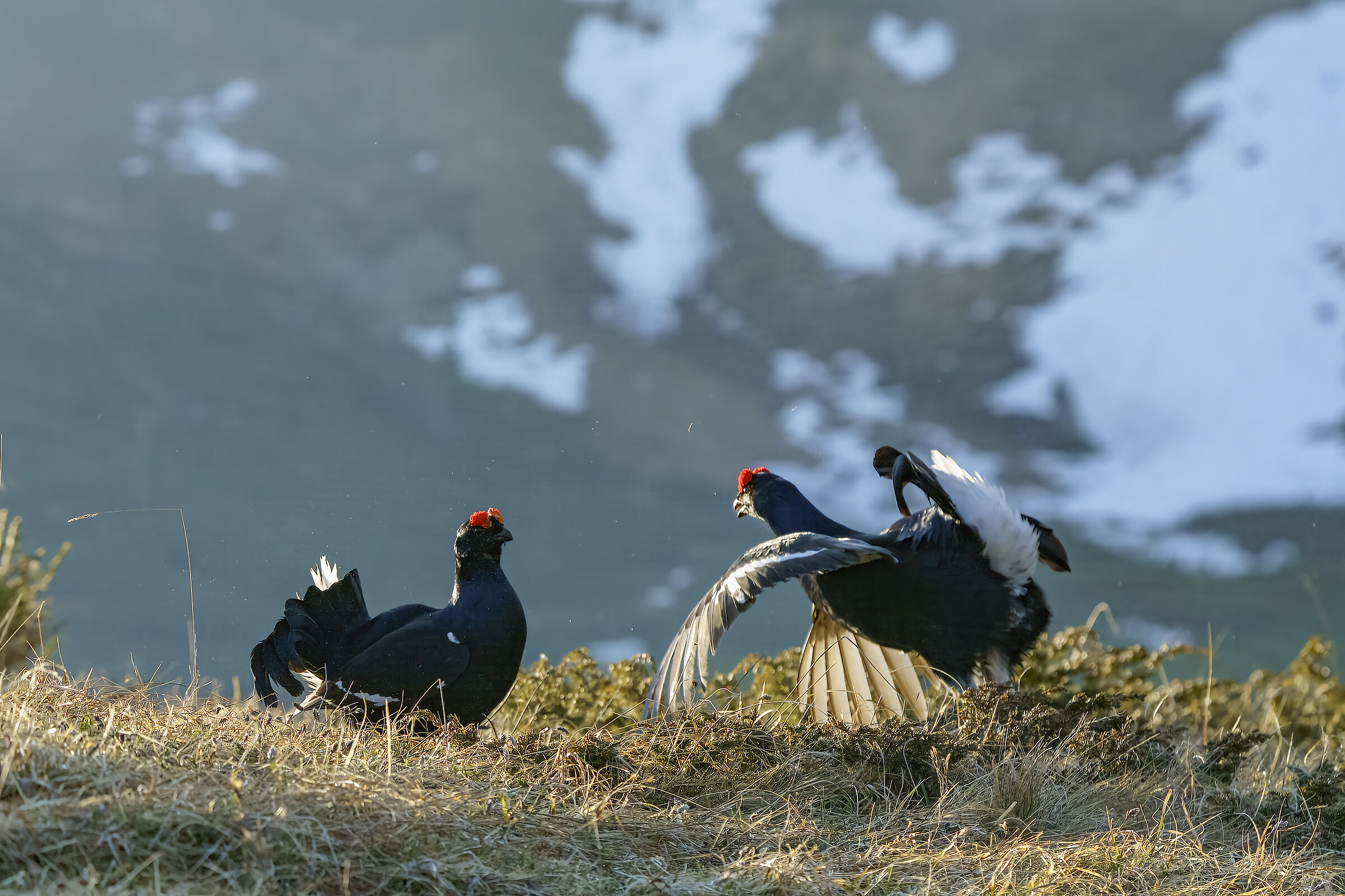 I duellanti , forcelli 2022