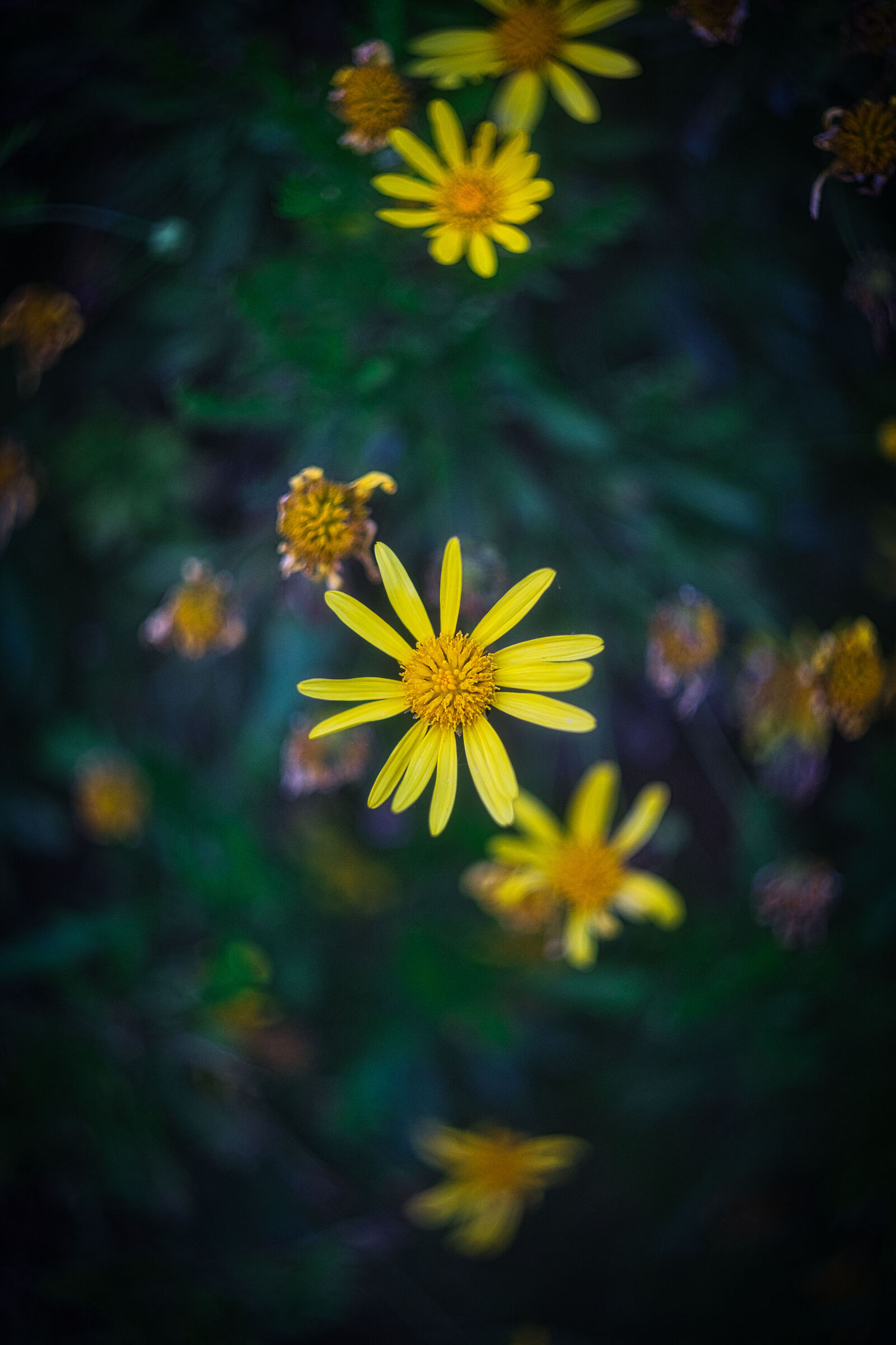 Floral bokeh