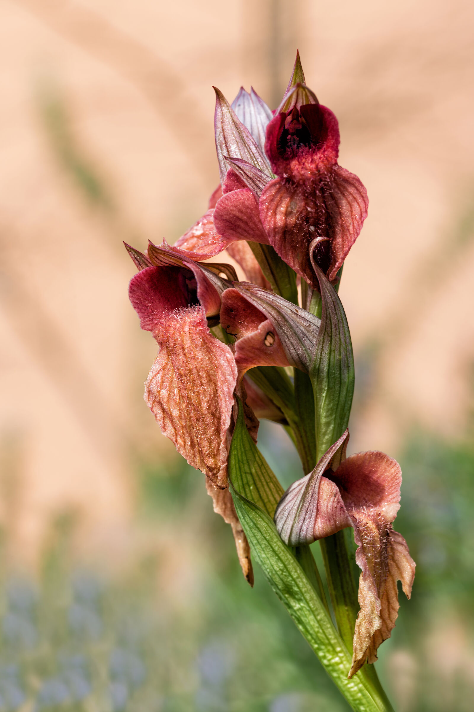 Orchidea di campo (Serapias neglecta)