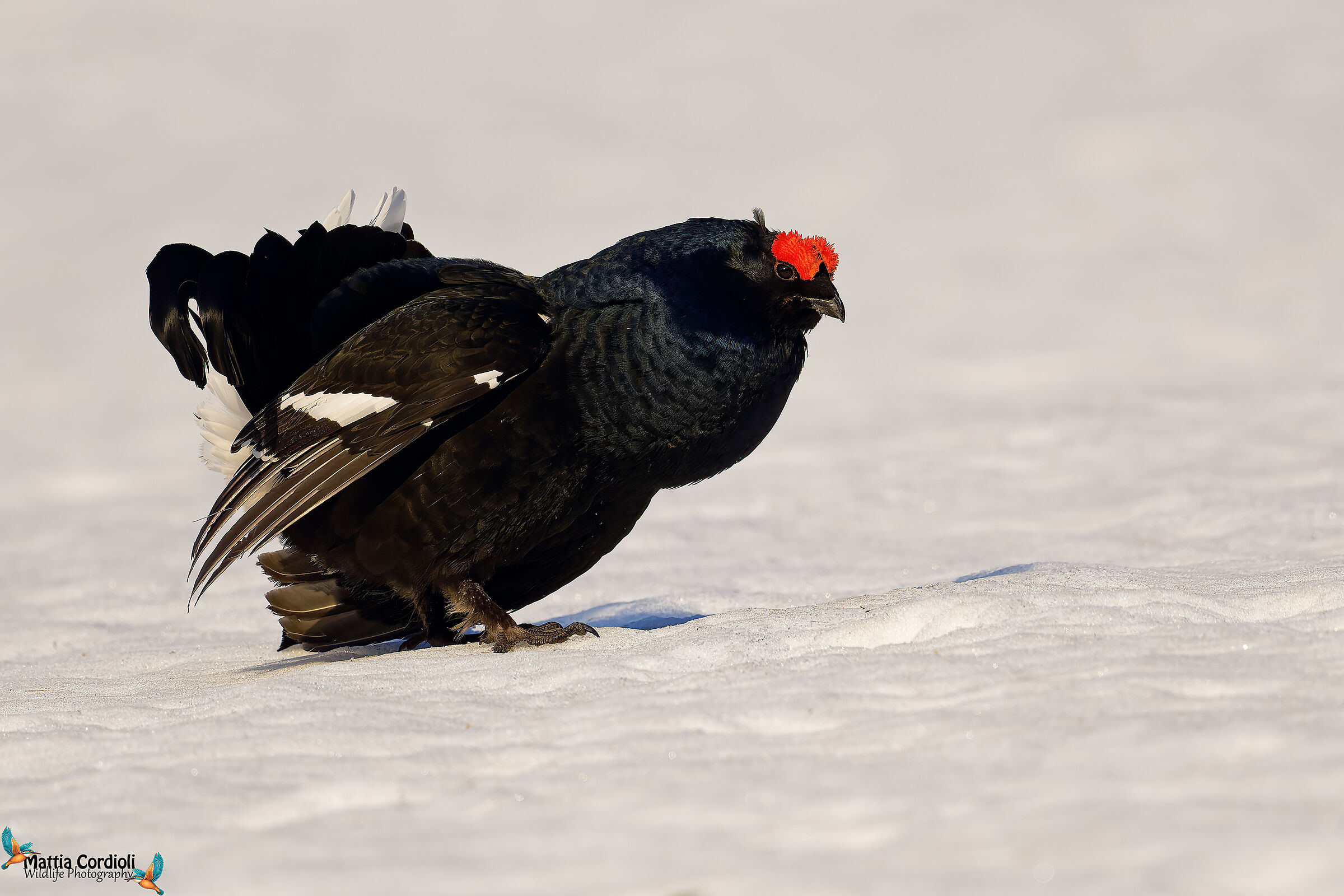black grouse