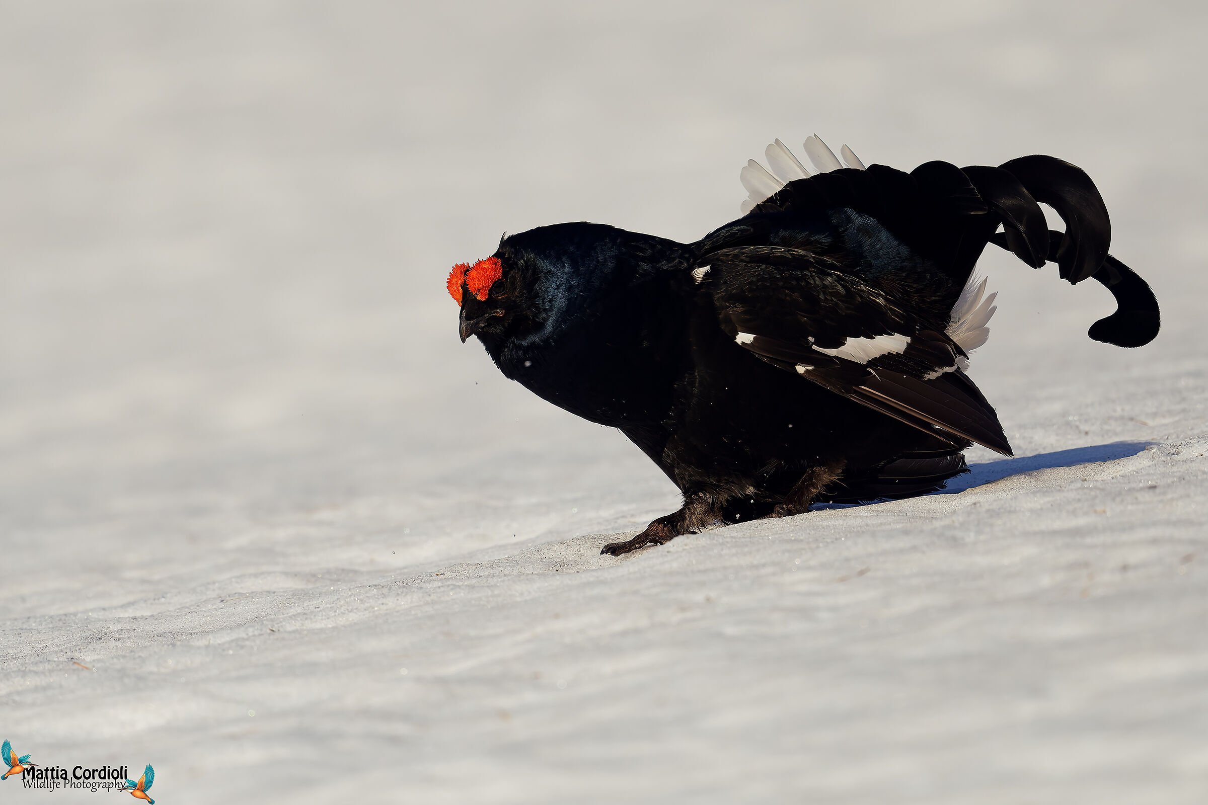 black grouse