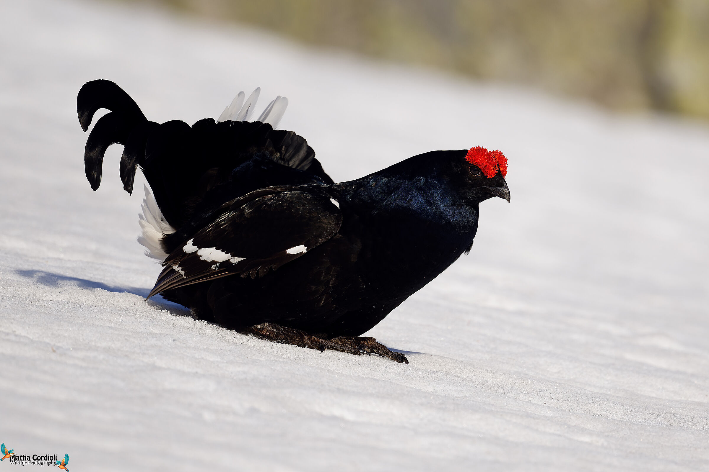 black grouse