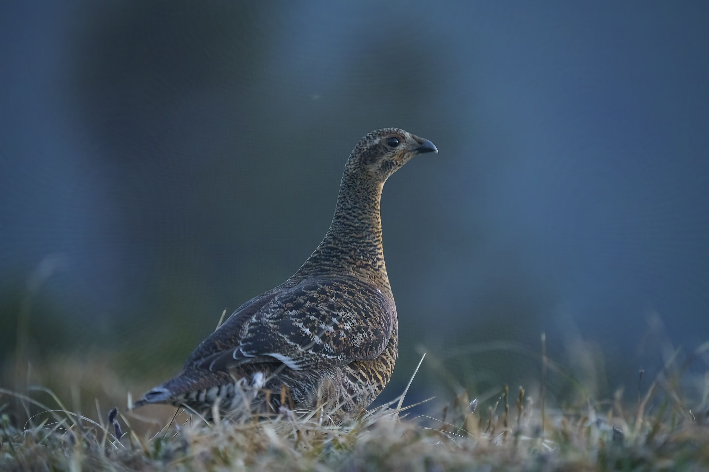 Femmina di gallo forcello