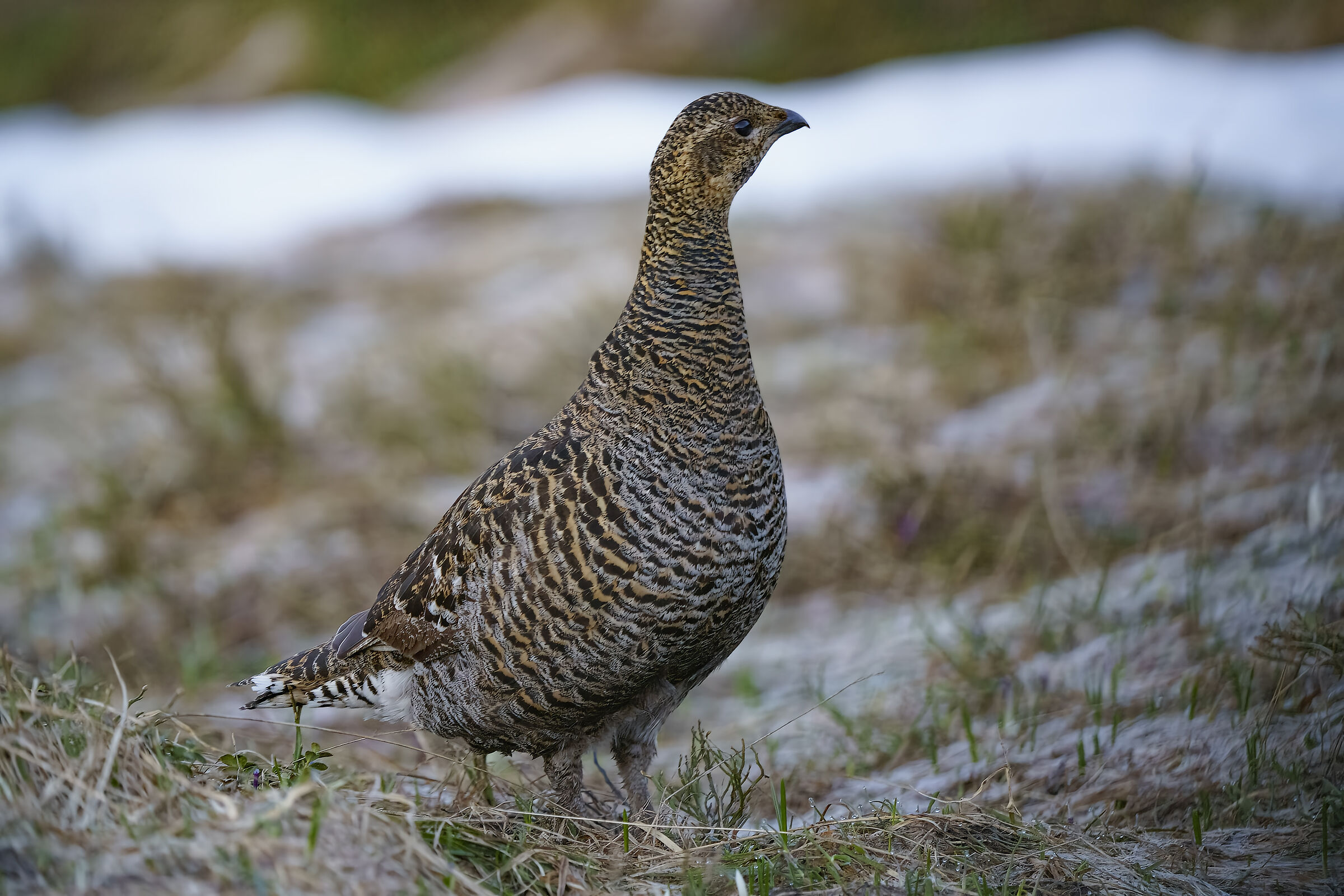 Femmina di gallo forcello