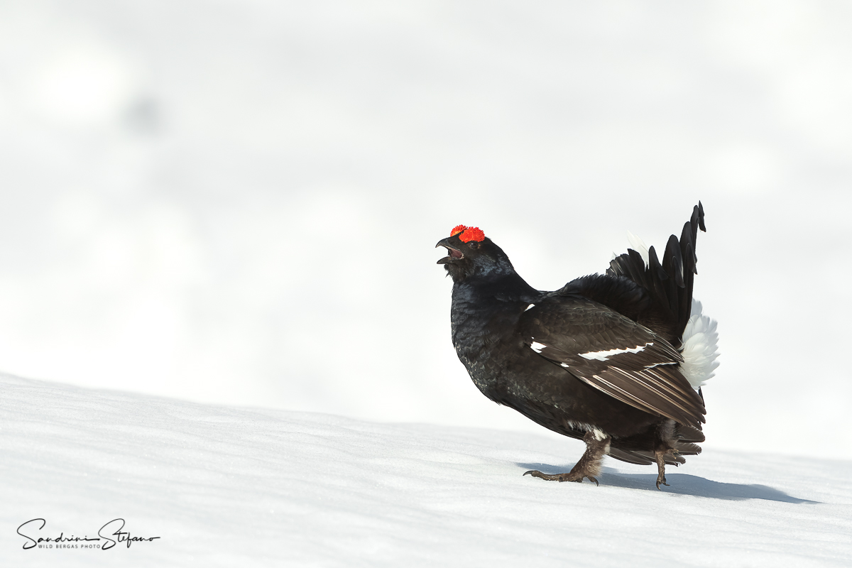 Gallo forcello