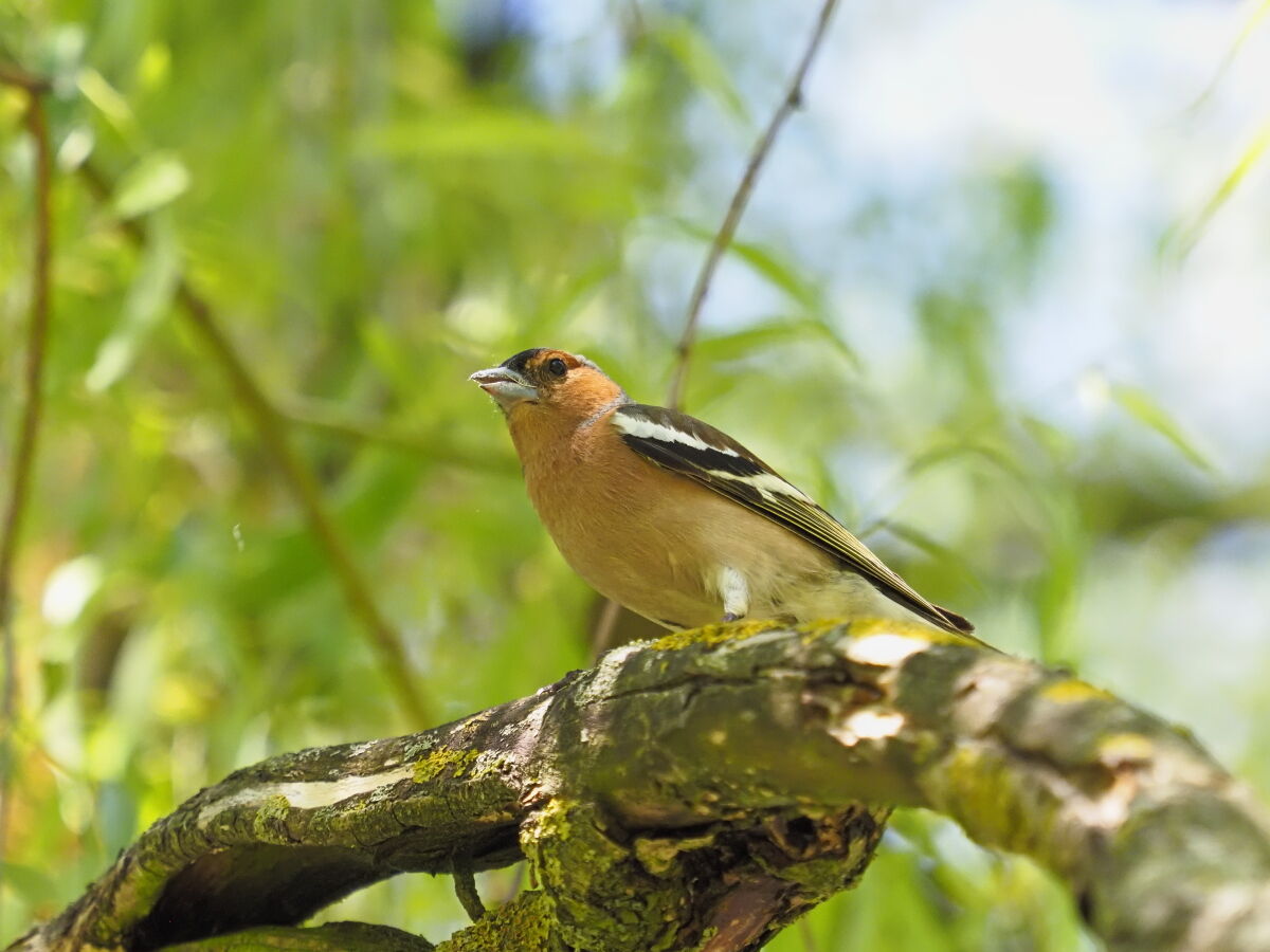chaffinch