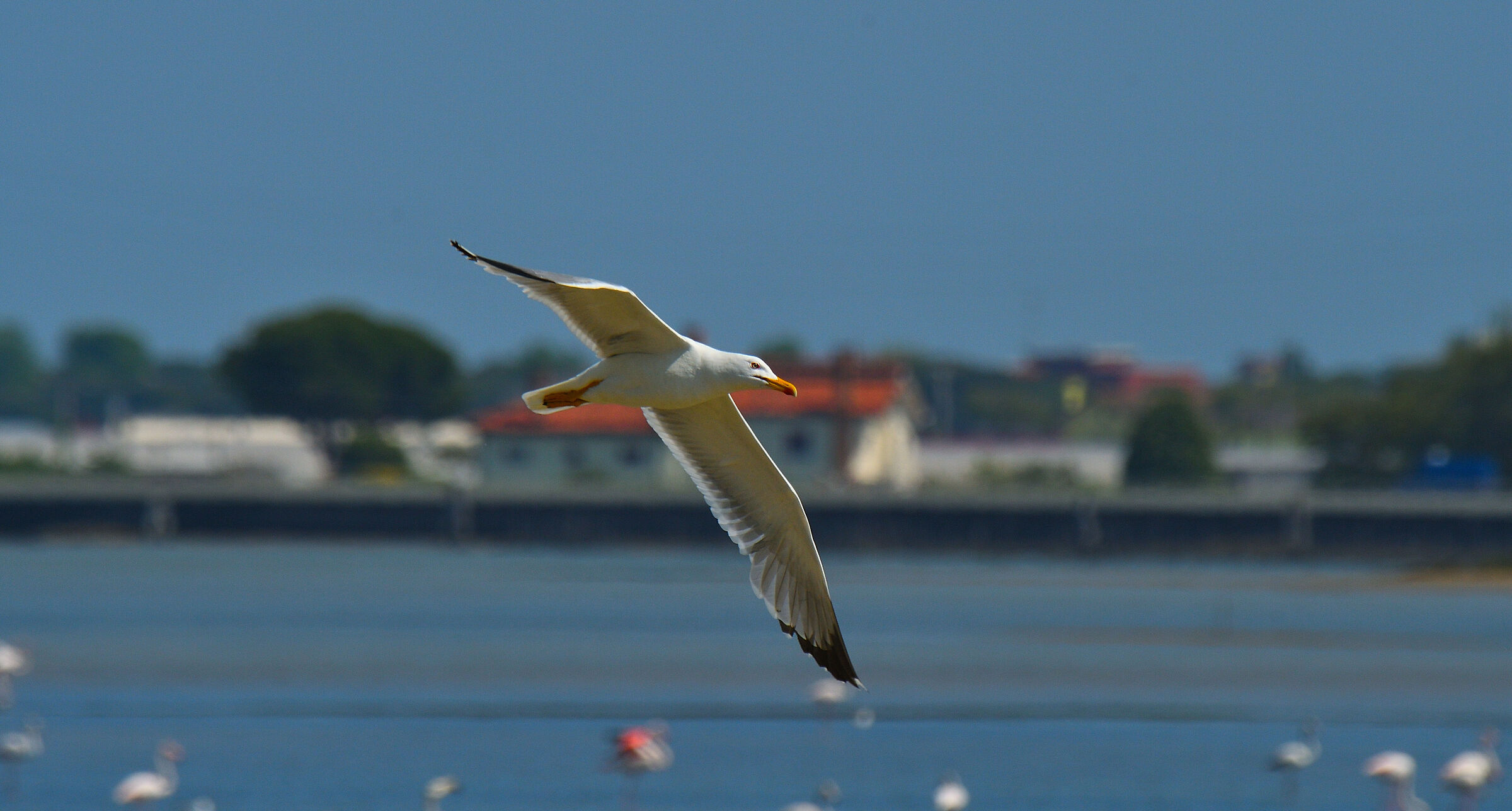 Il terrore di Venezia