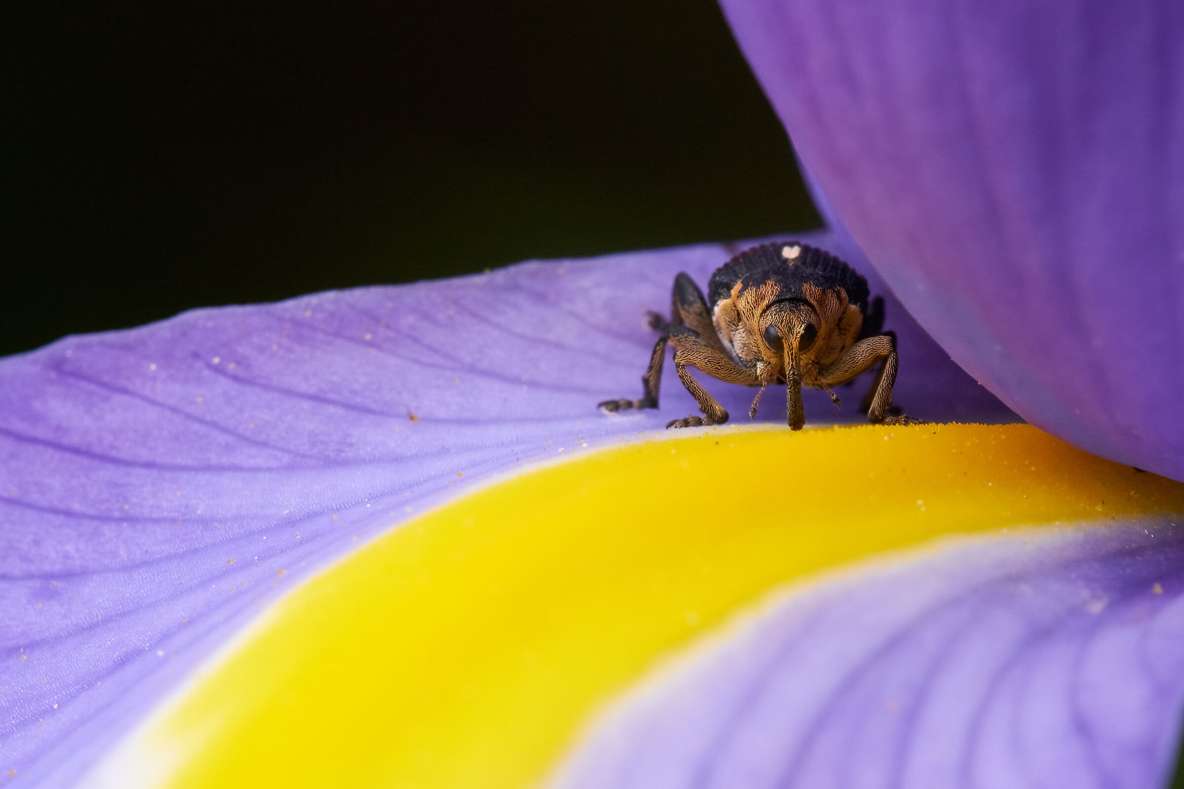 Iris and guest
