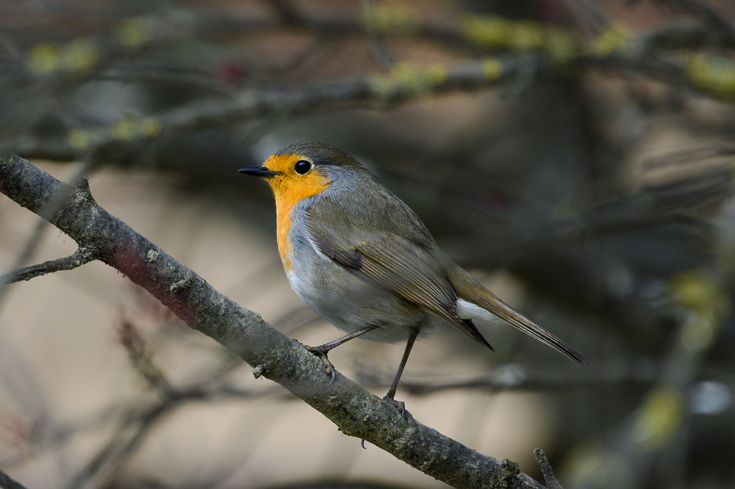 Robin