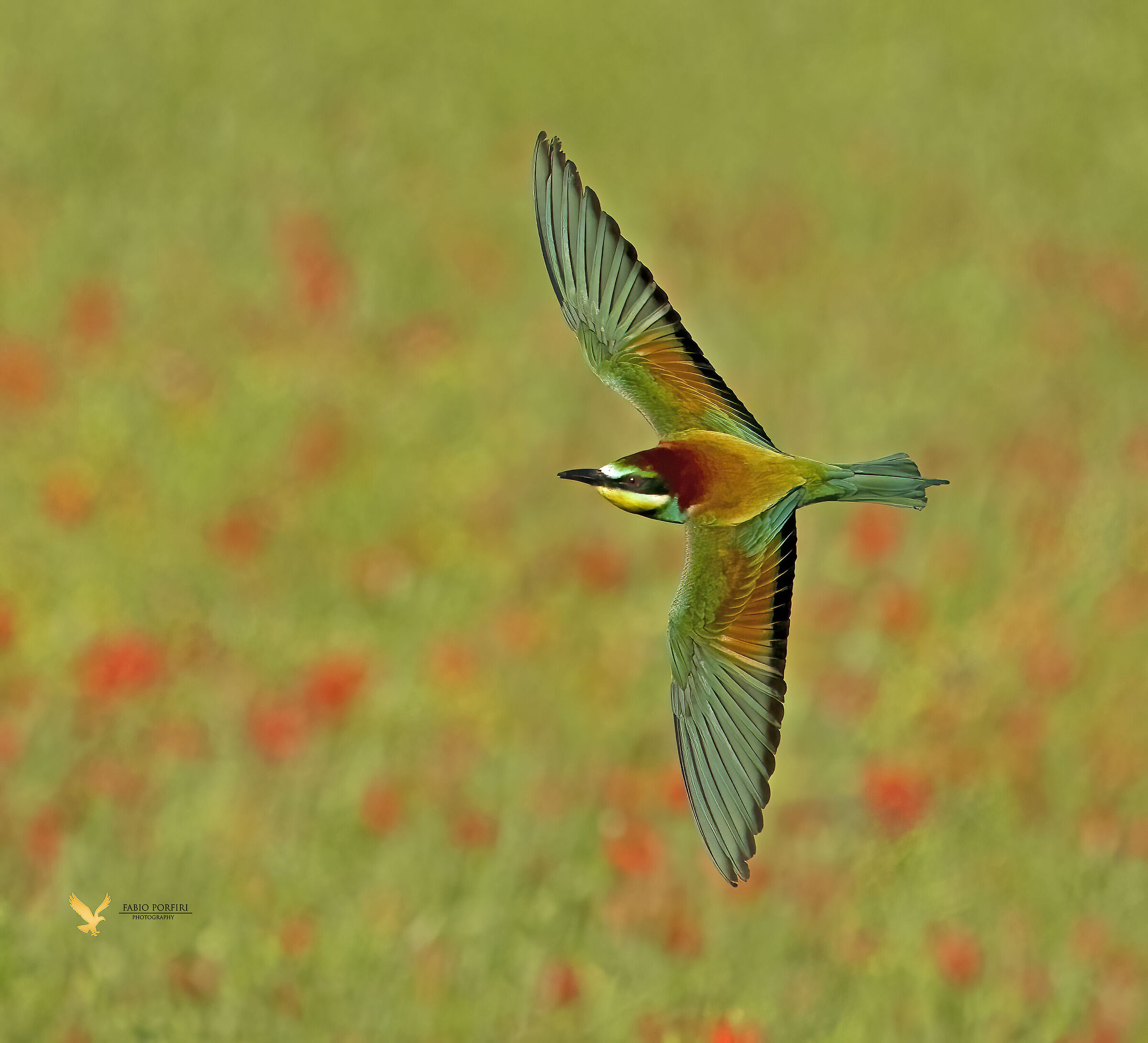 the colors of spring ...