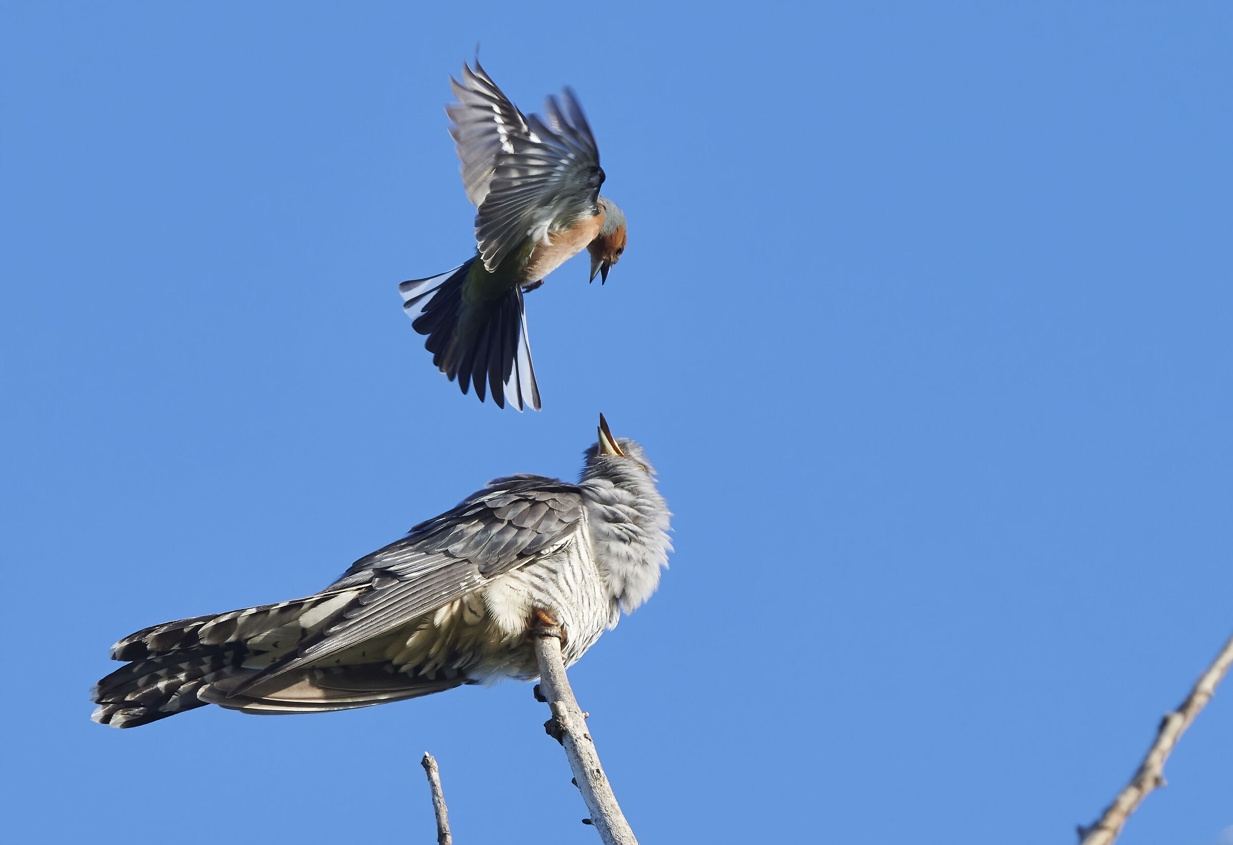 Finch attacca Cuckoo