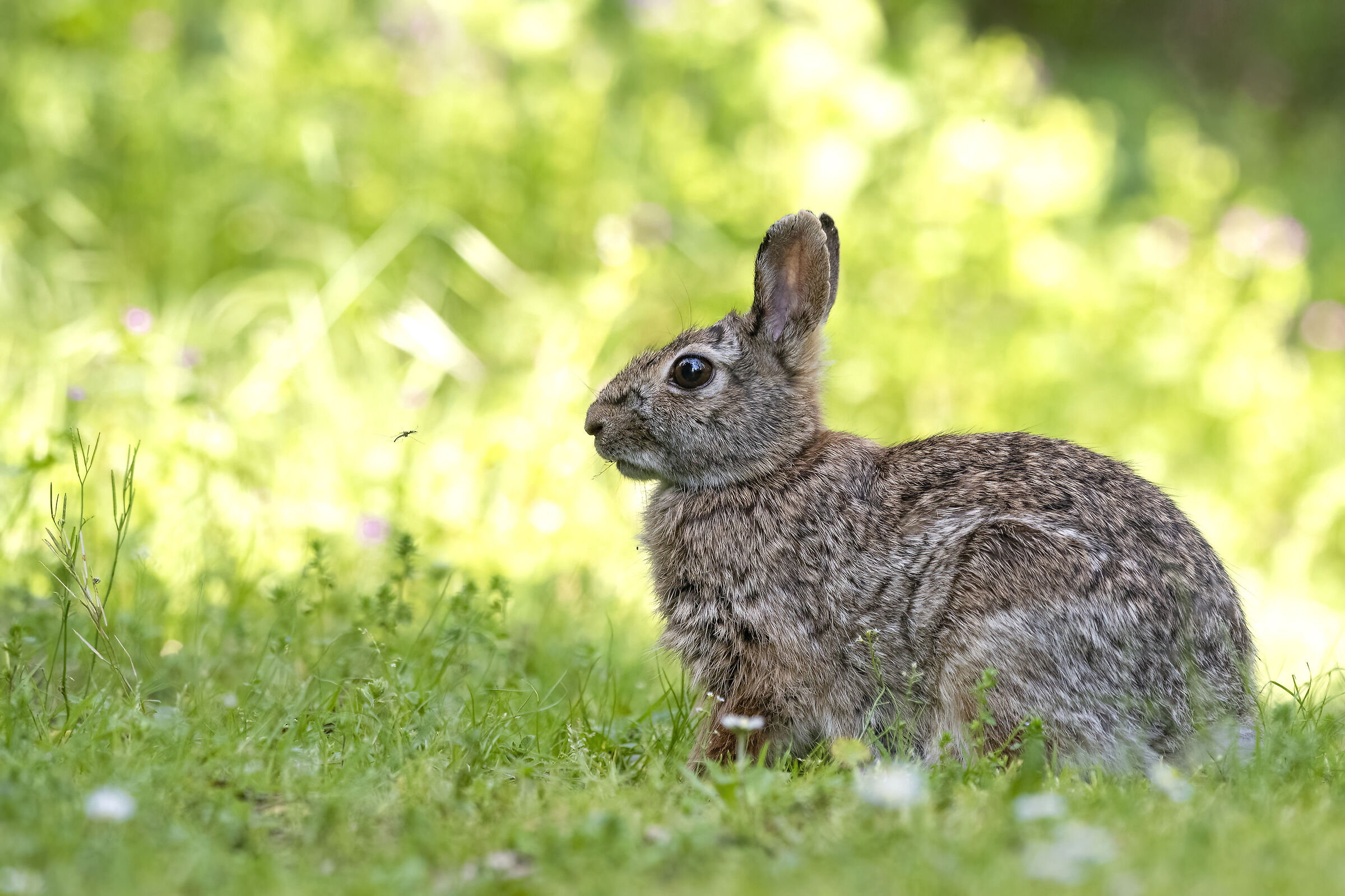Face to face with the mosquito