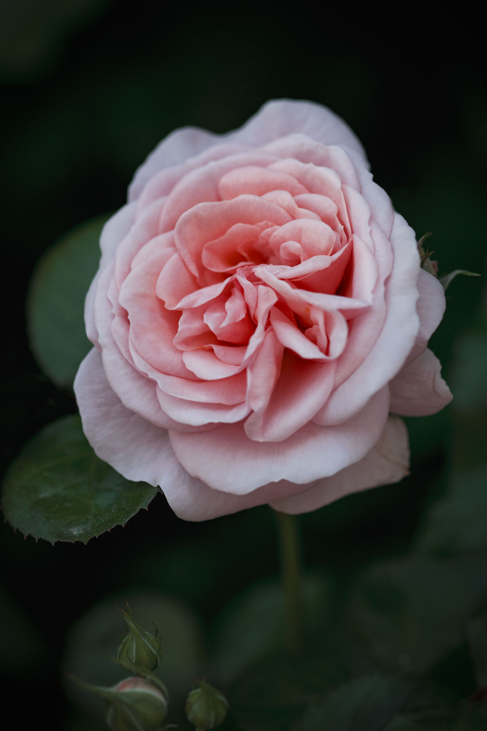 In giardino - 2