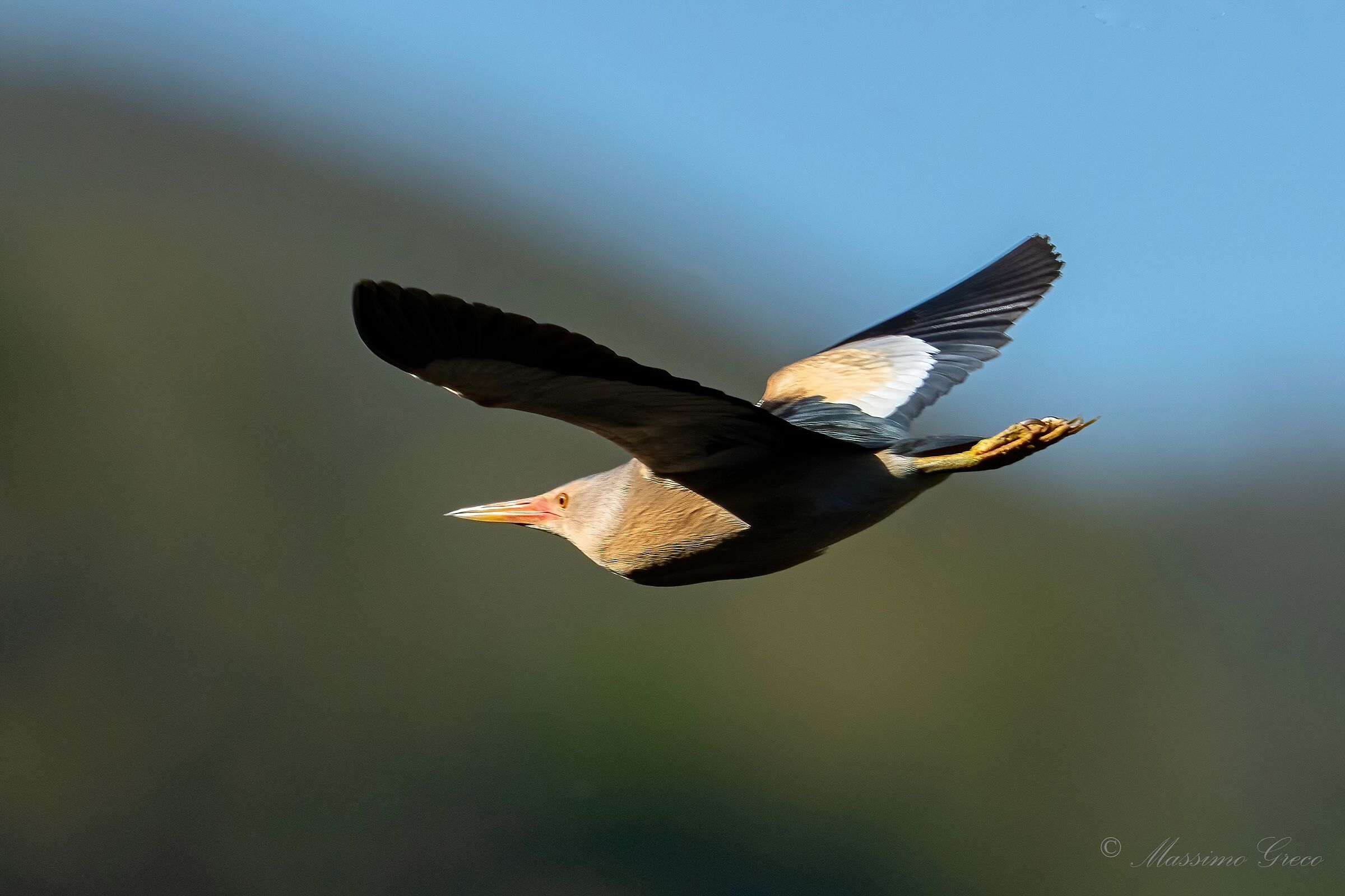 Bittern (Ixobrychus minutus)