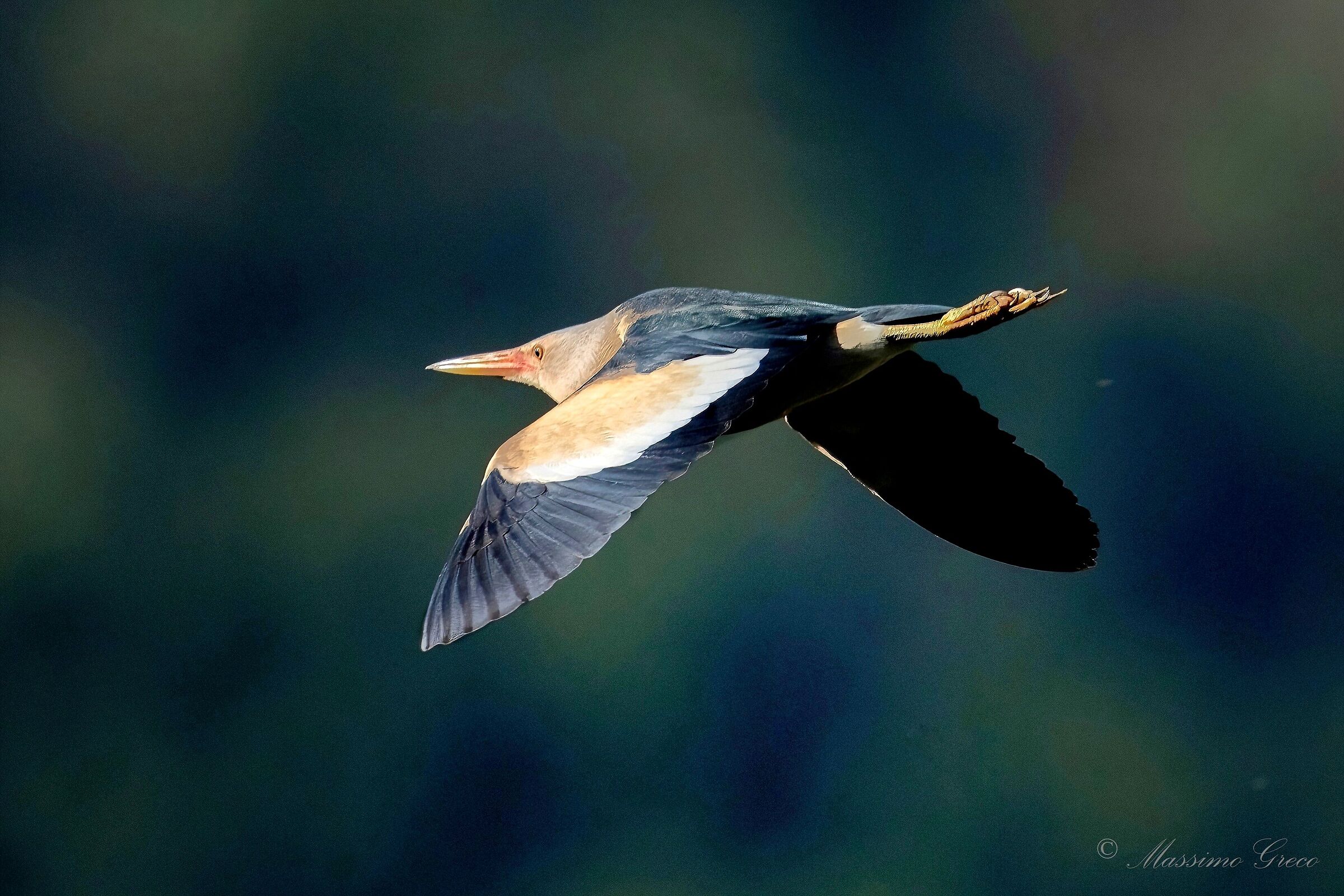 Bittern (Ixobrychus minutus)