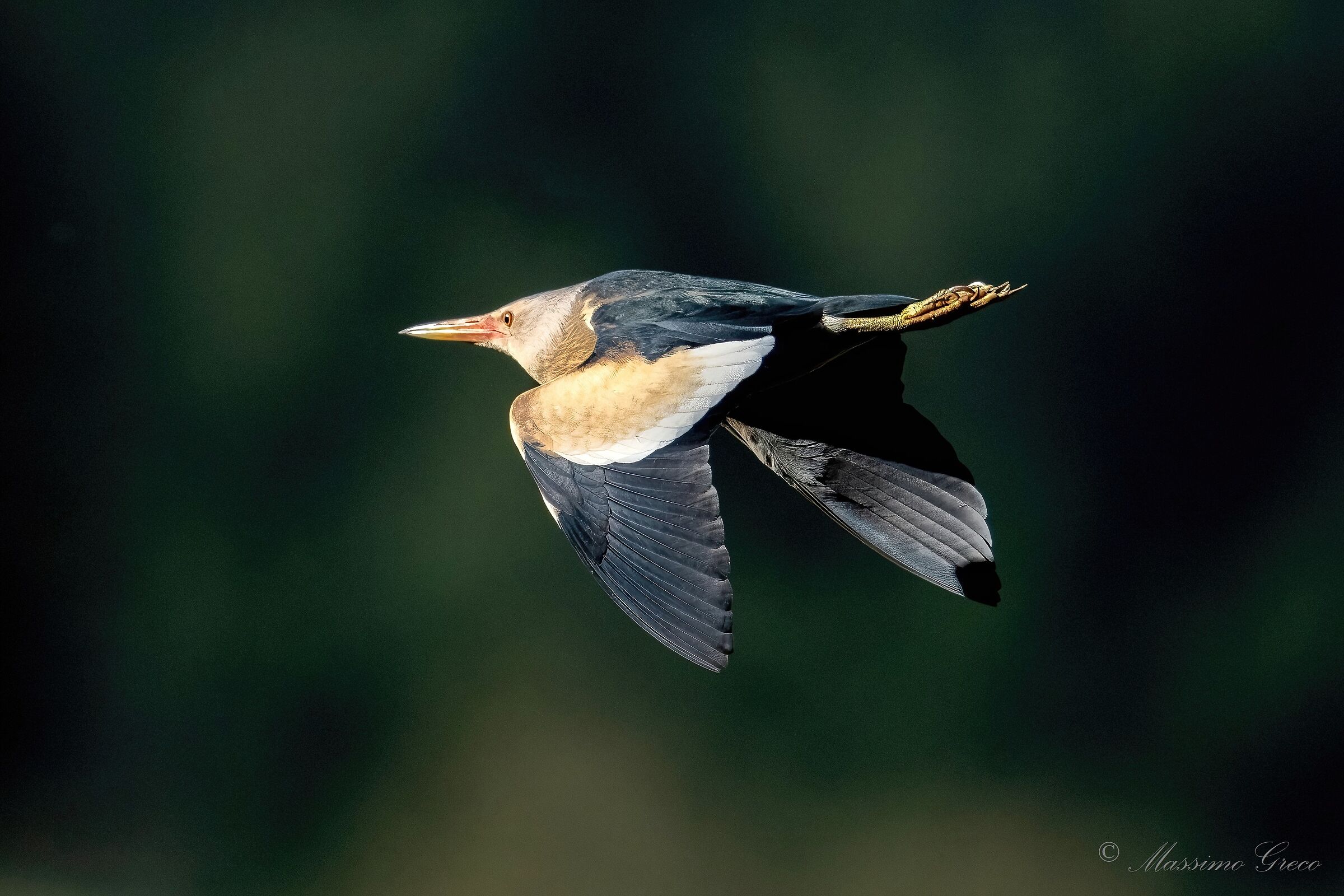Tarabusino (Ixobrychus minutus)