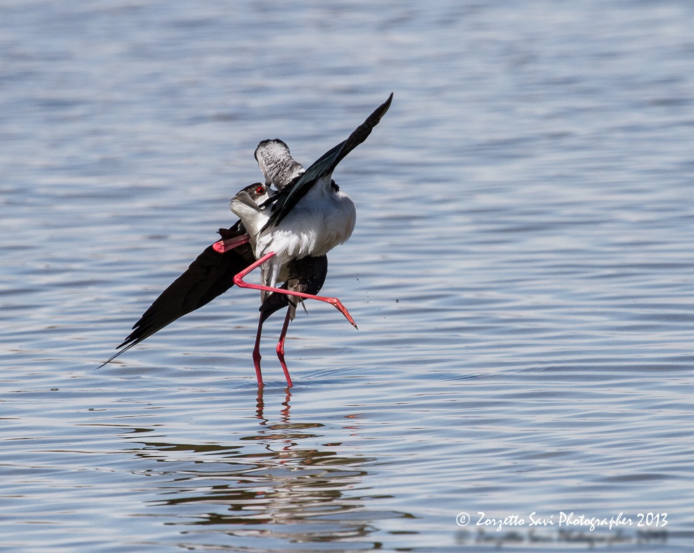abbraccio di cavalieri