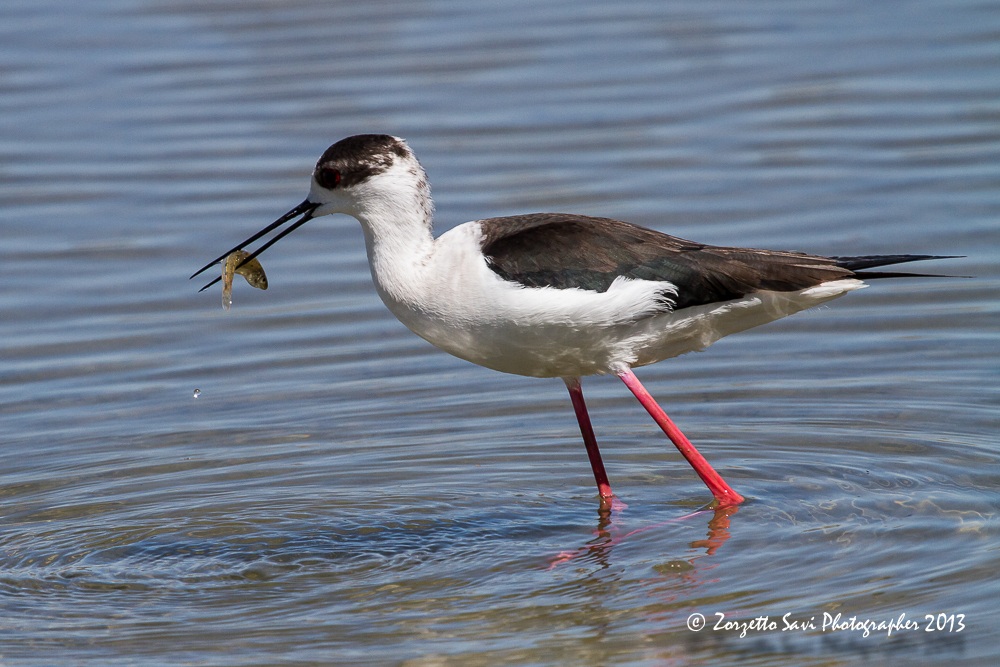 cavaliere con pescetto