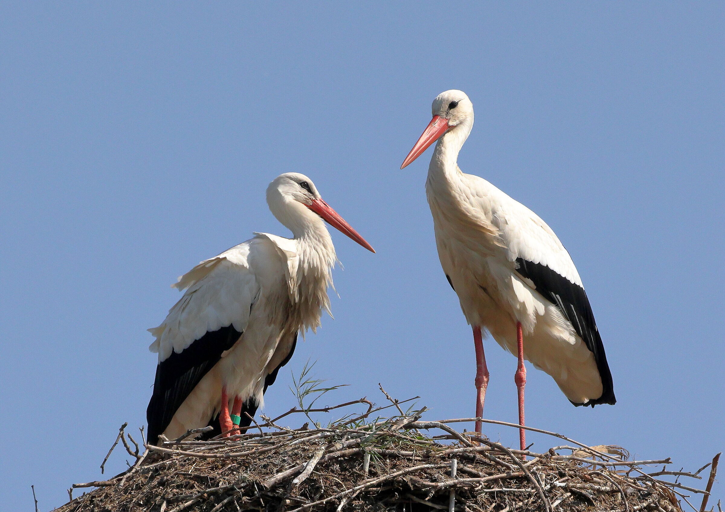 Pair of Storks