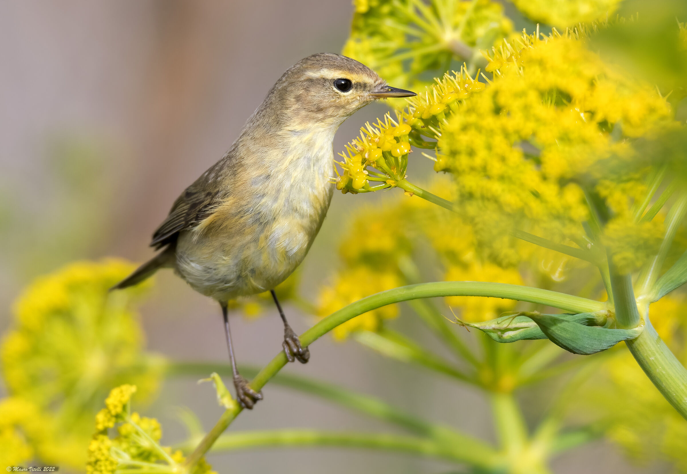 Luì grosso (Phylloscopus trochilus)