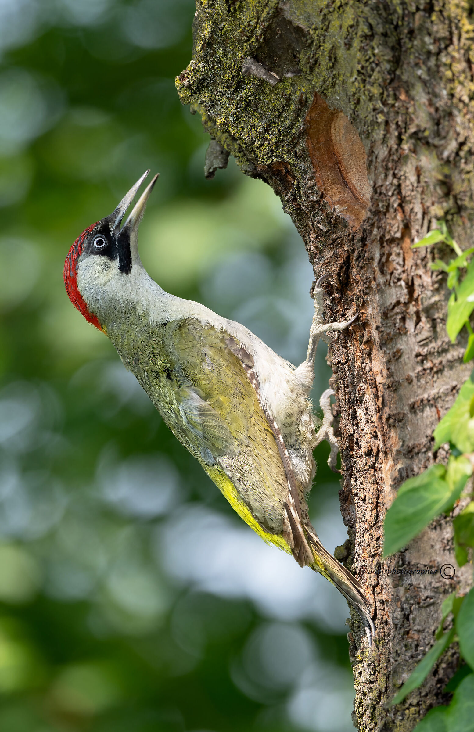 Green woodpecker (f) (Picus viridis)