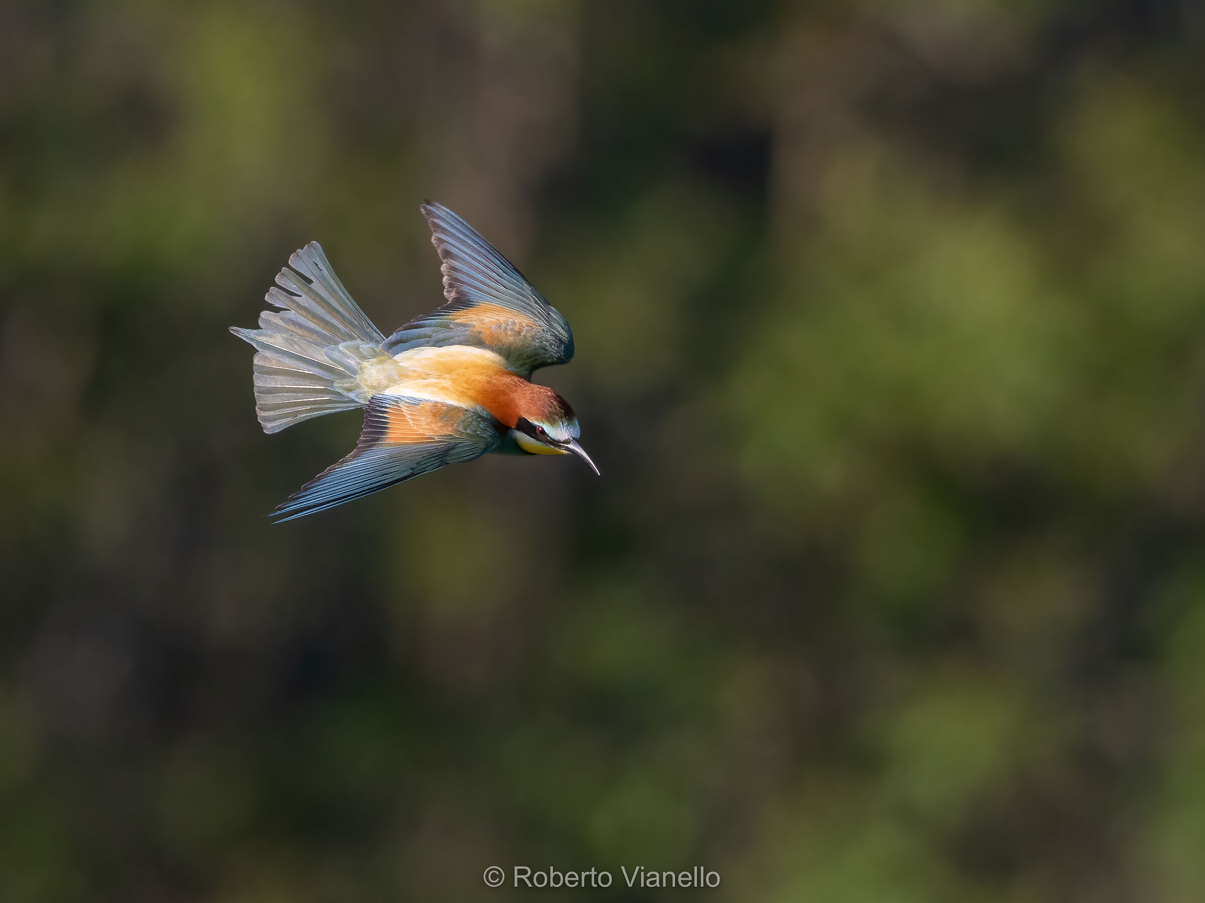 Gruccione (Merops apiaster)