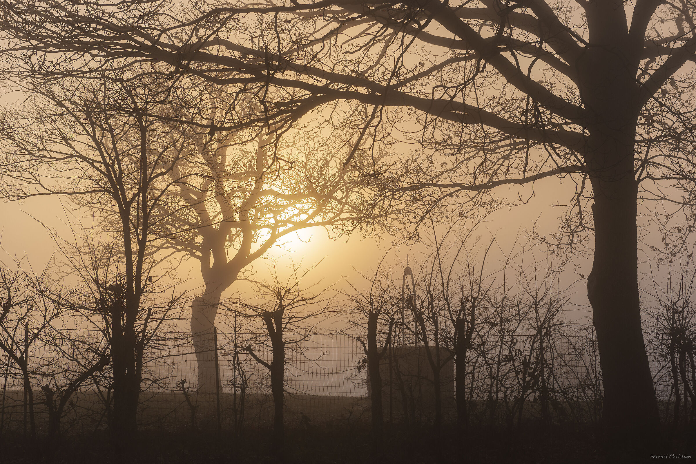Tree in the fog