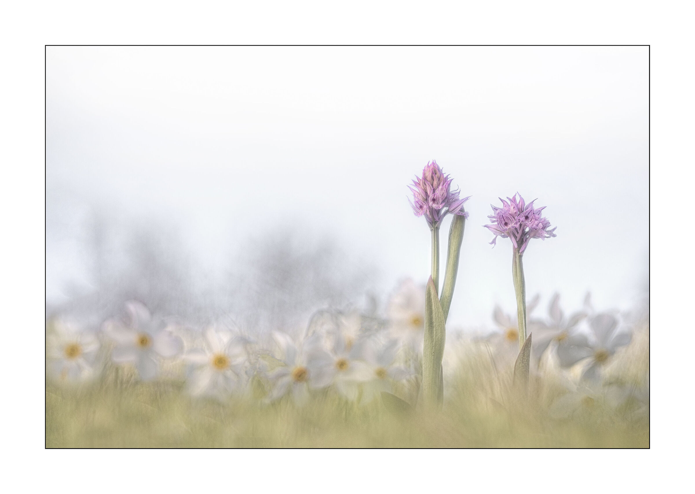 in un mare di narcisi