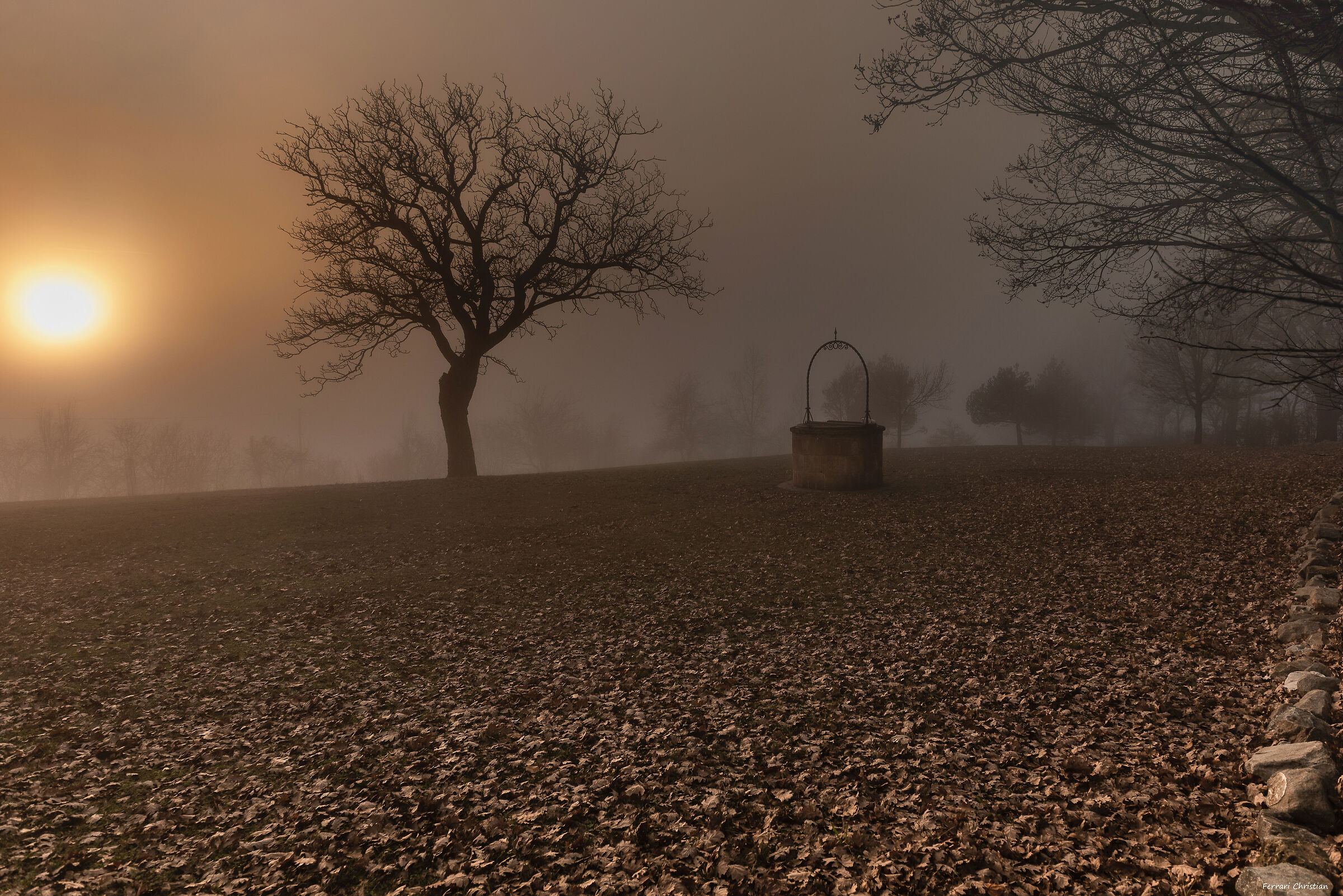 The tree and the well