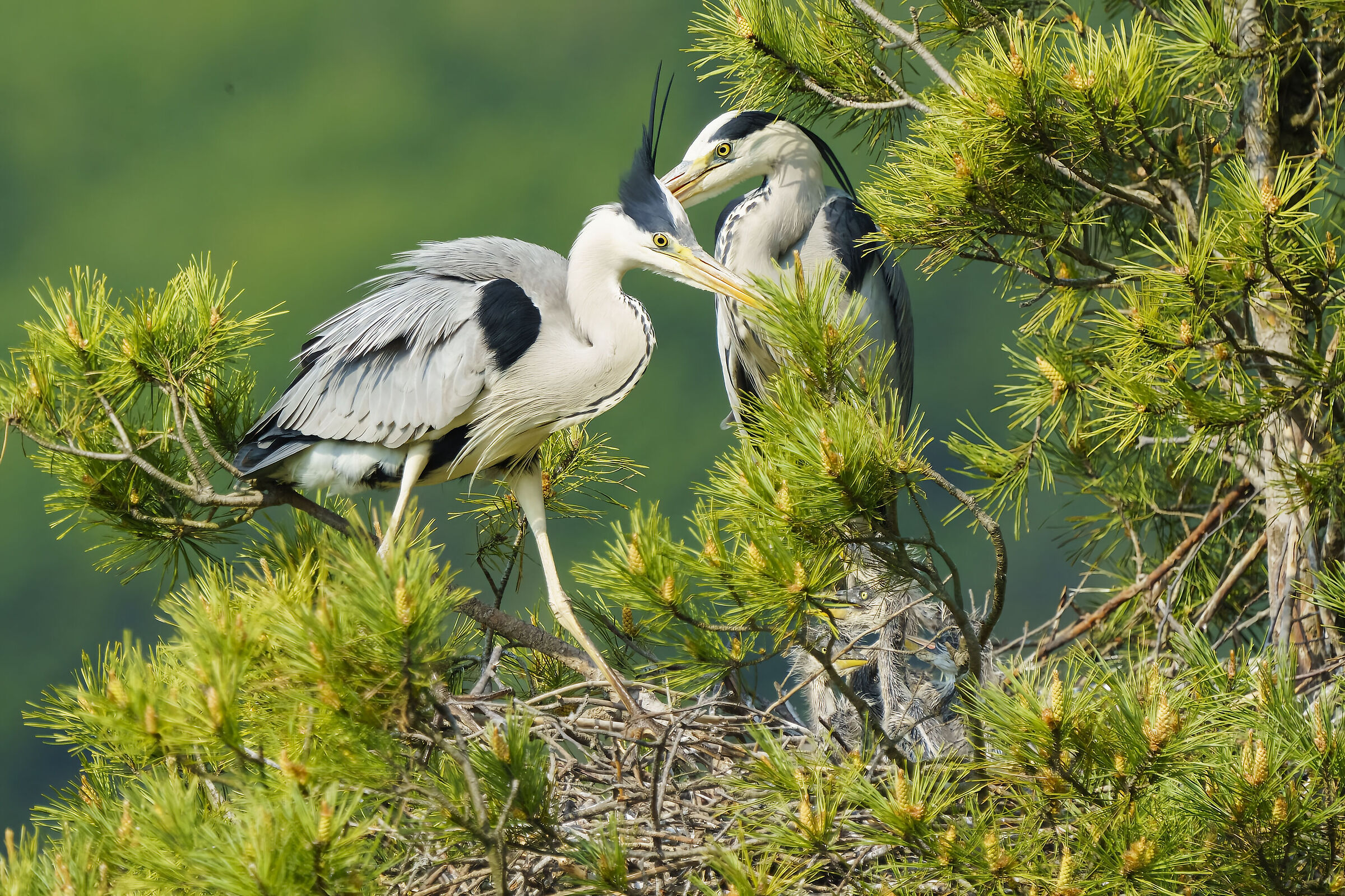 Aironi cenerini , cambio della guardia