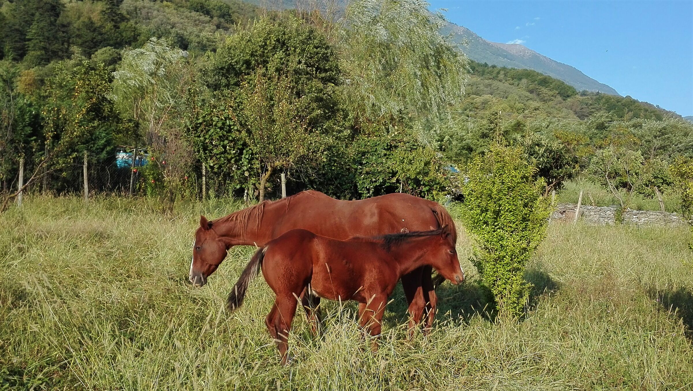 Valtellina / Sondrio - Italy