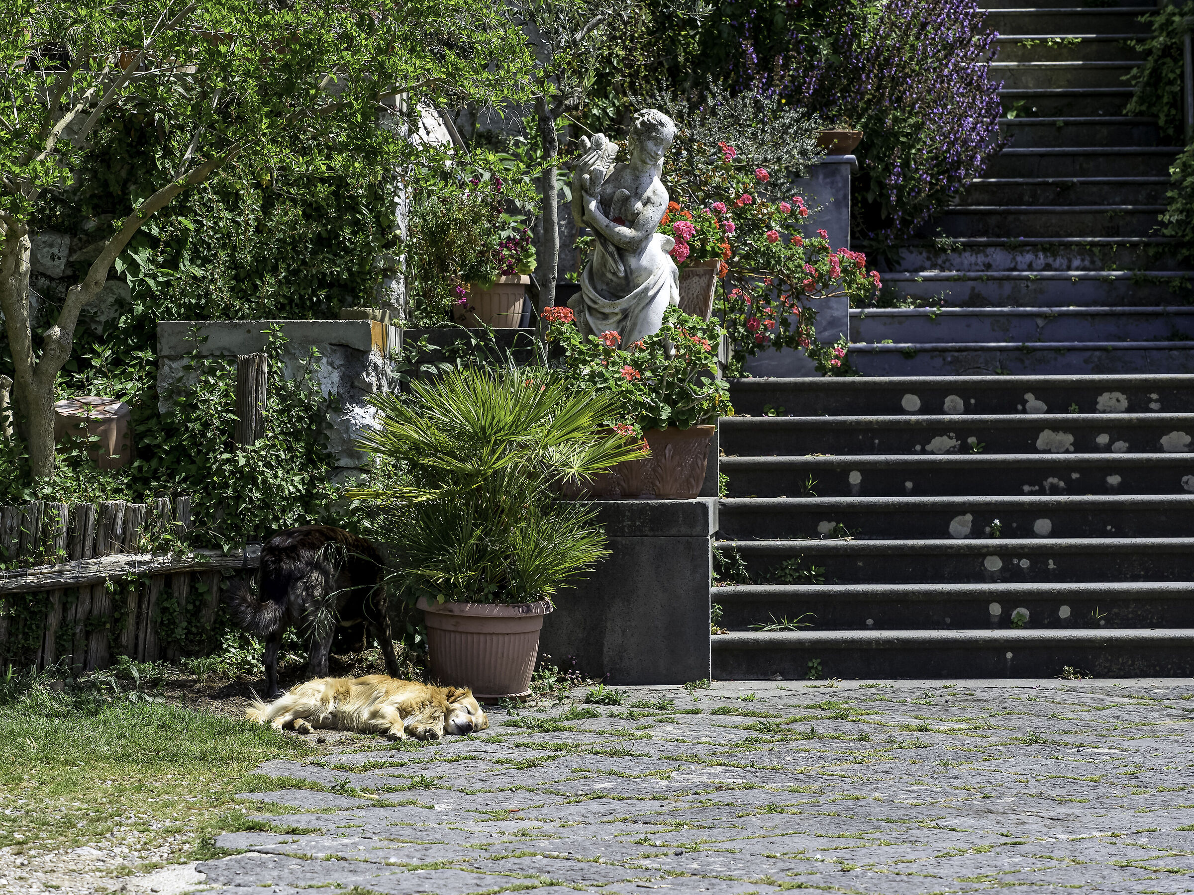 Cane che ha scelto un angolo raffinato per dormire