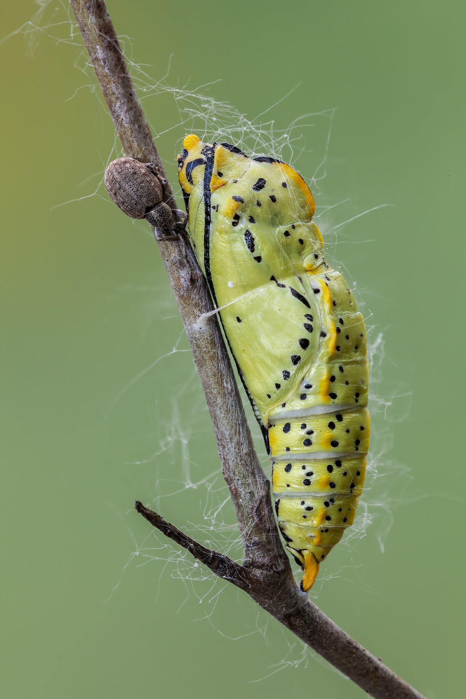 Crisalide di Aporia crataegi