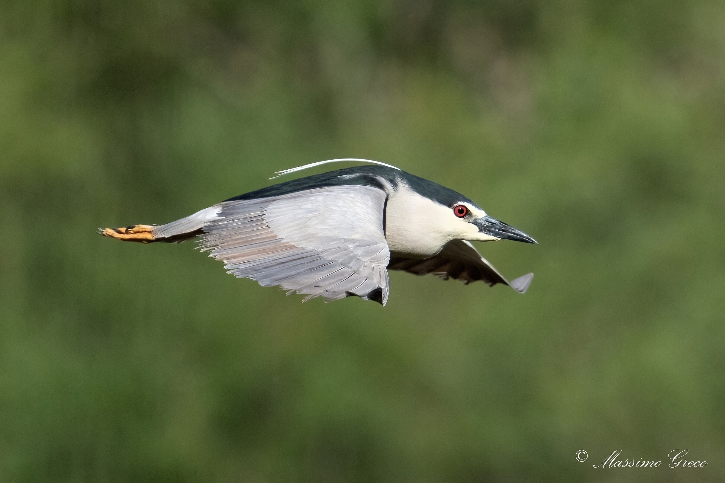 Nitticora (Nycticorax nycticorax )