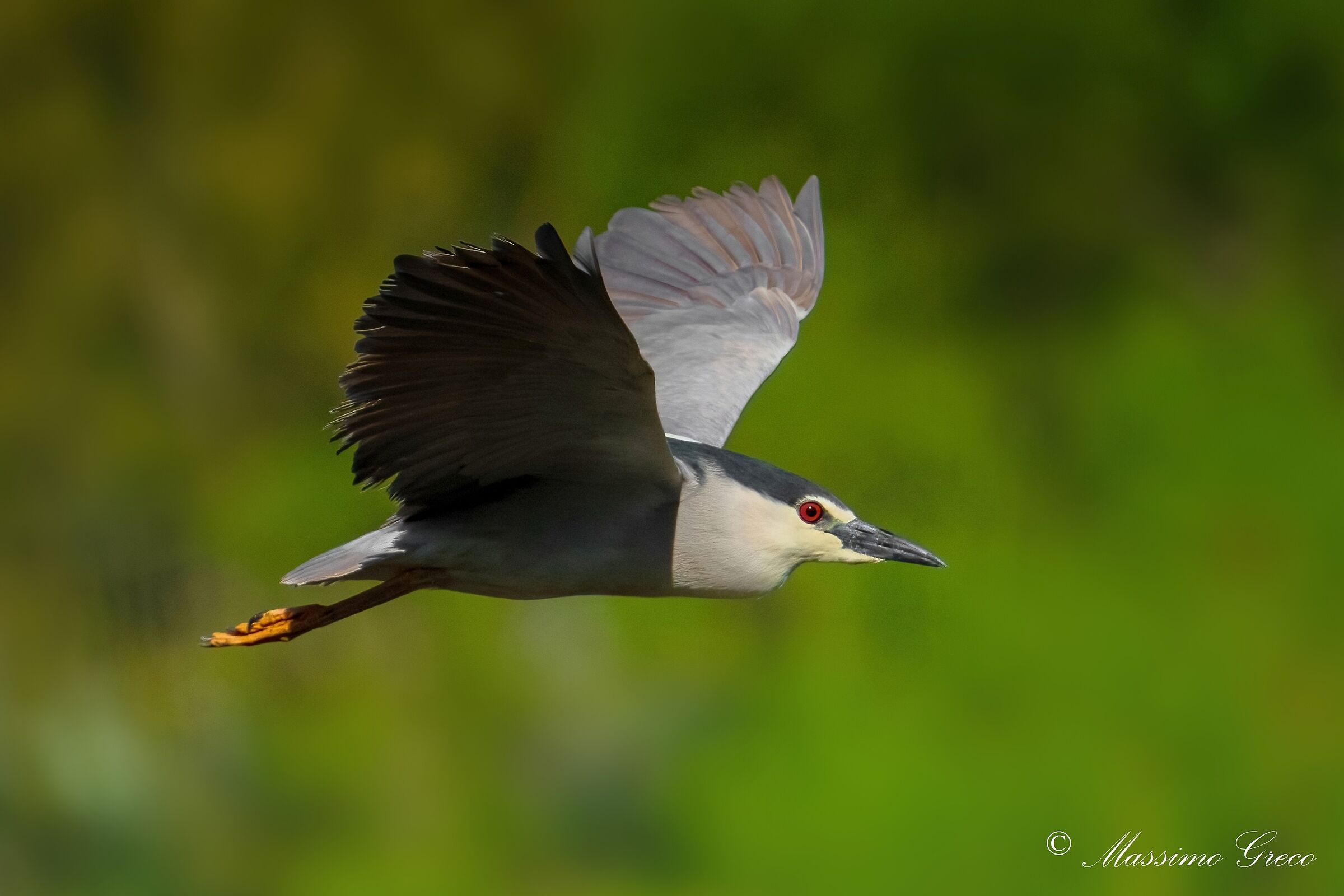 Nitticora (Nycticorax nycticorax )