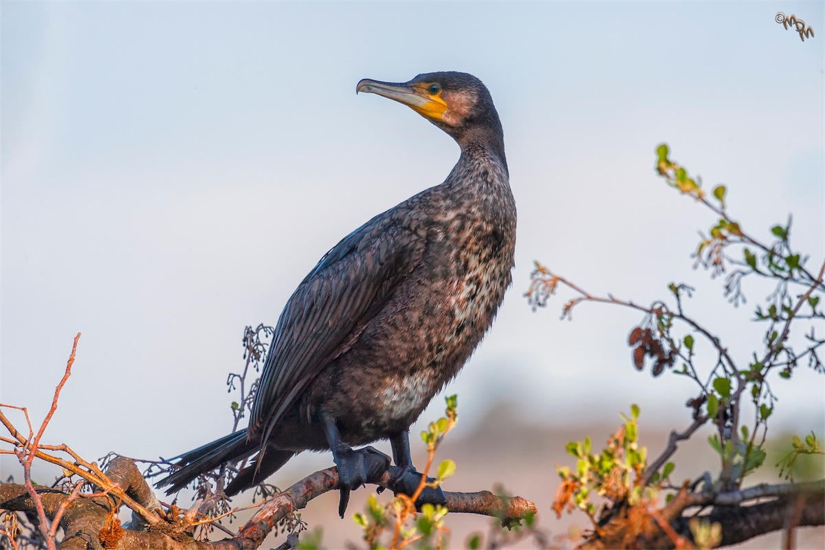 l'ennesimo cormorano
