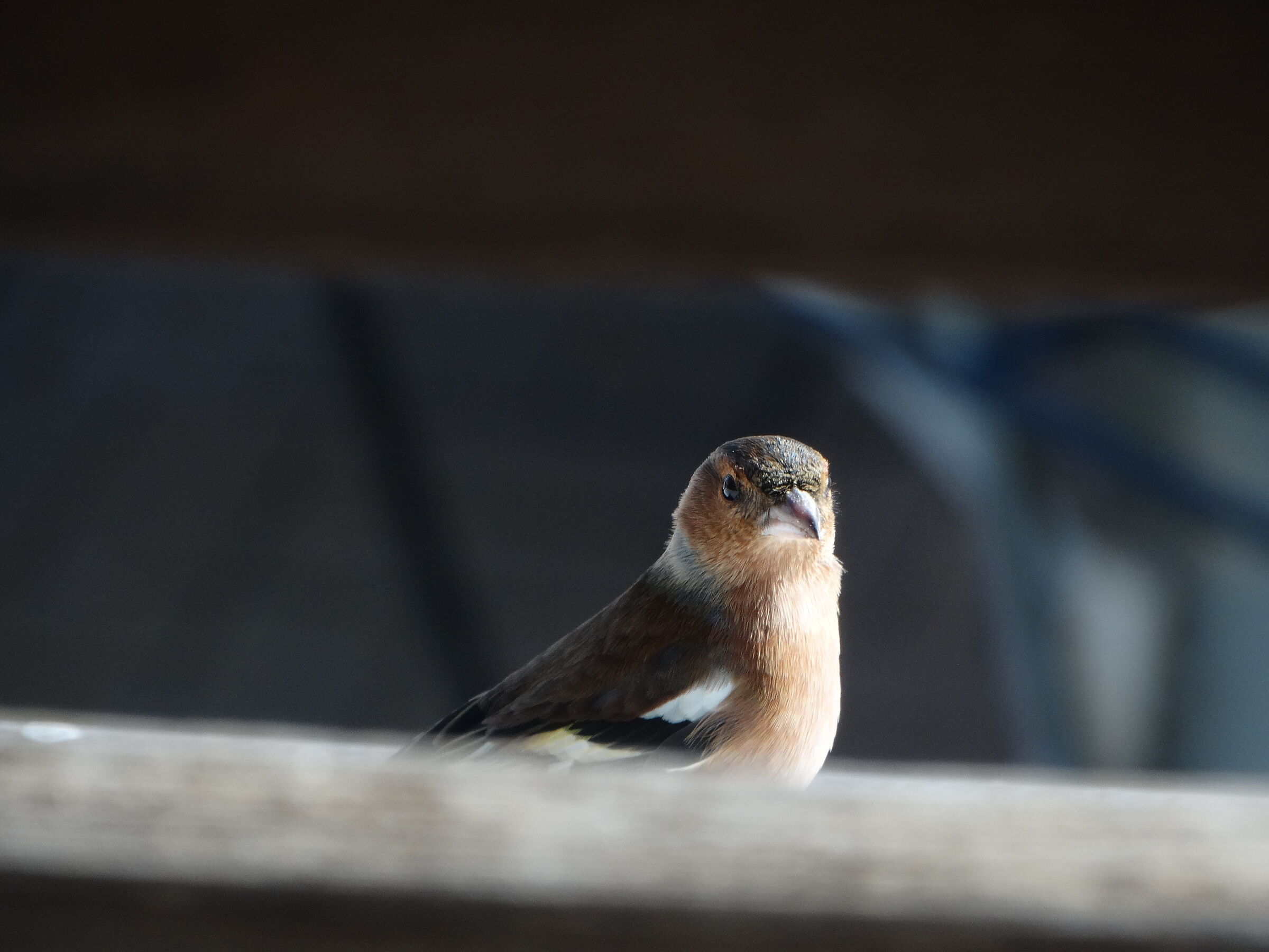Robin head