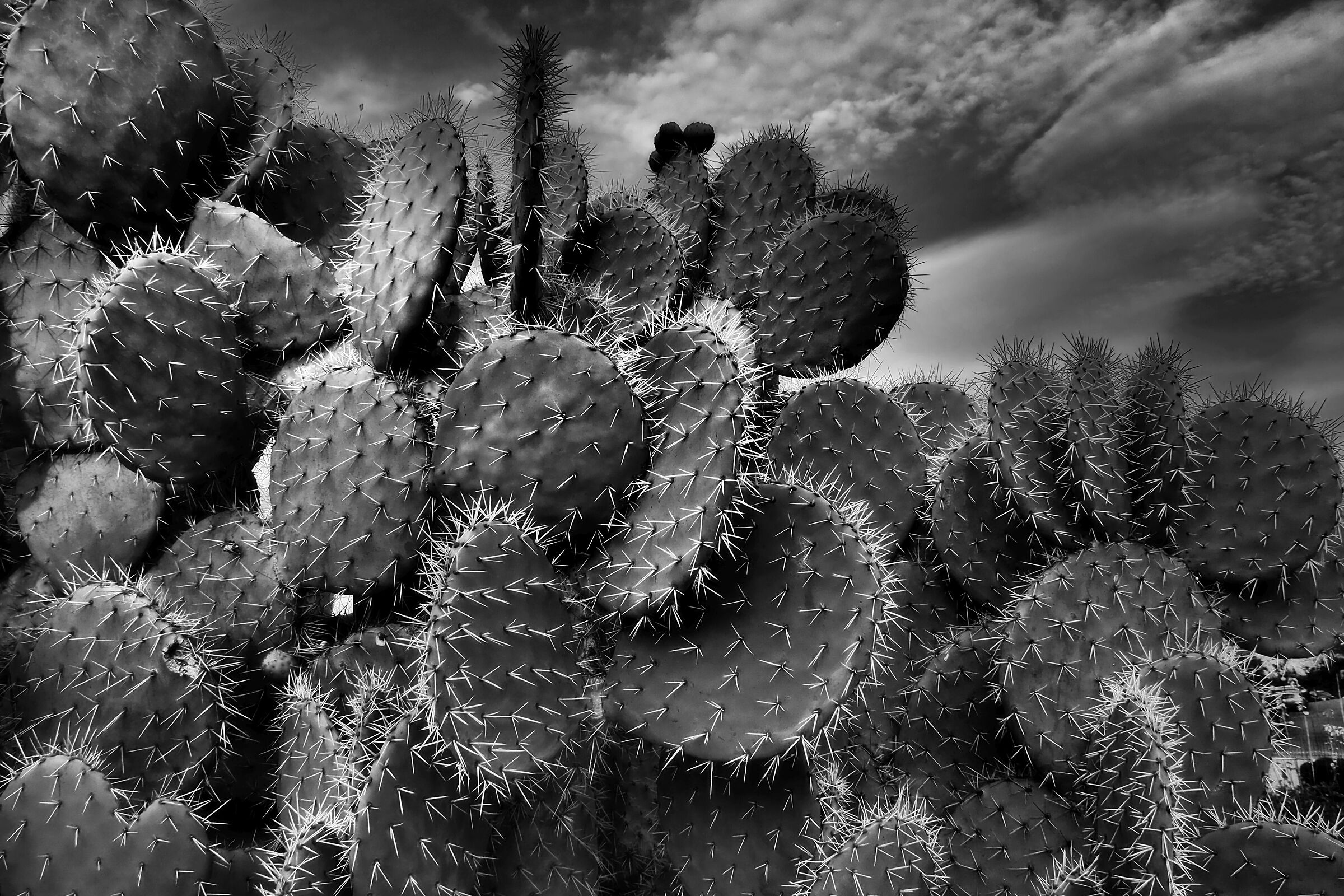 the pincushion
