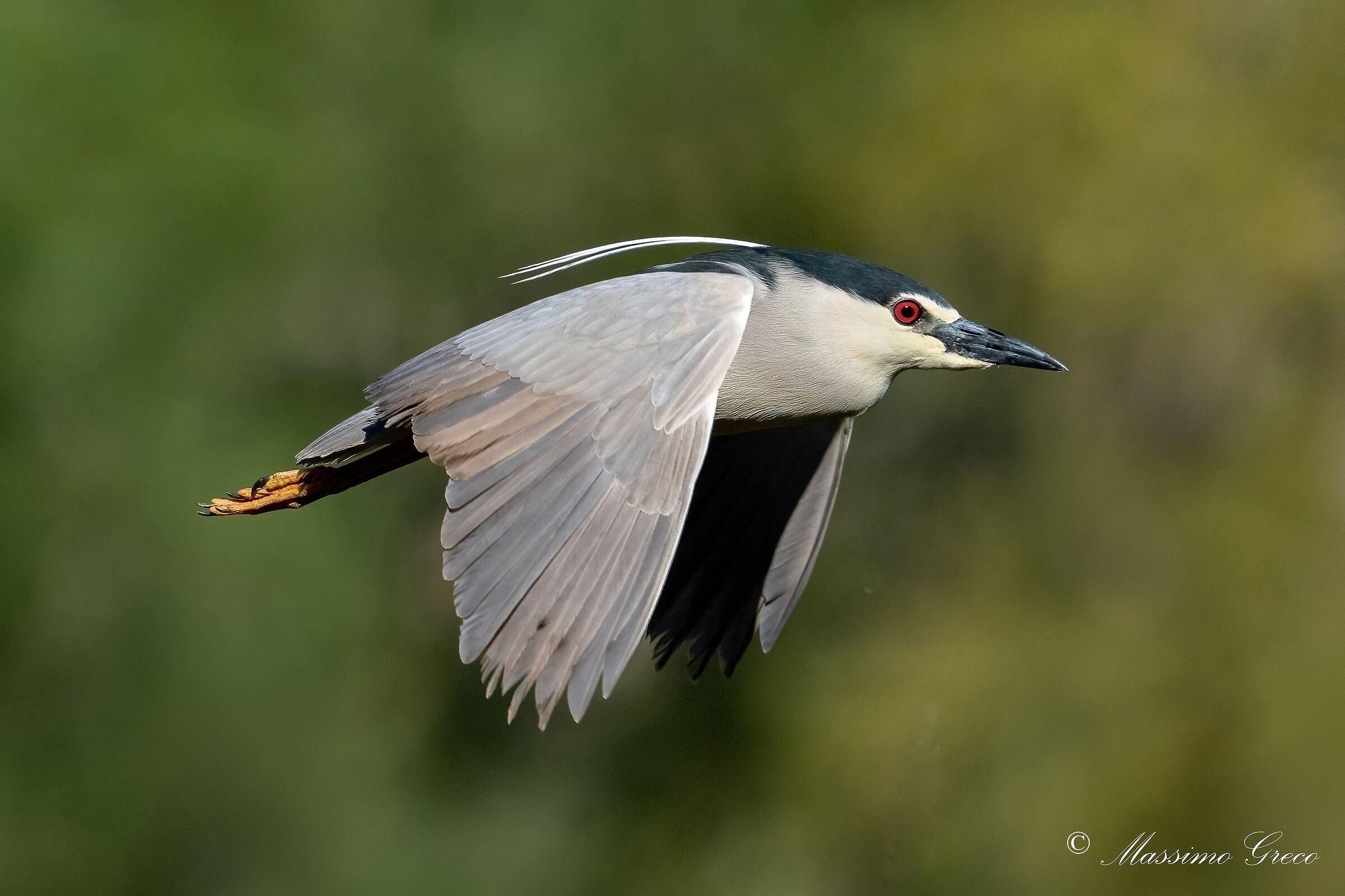Nitticora (Nycticorax nycticorax)