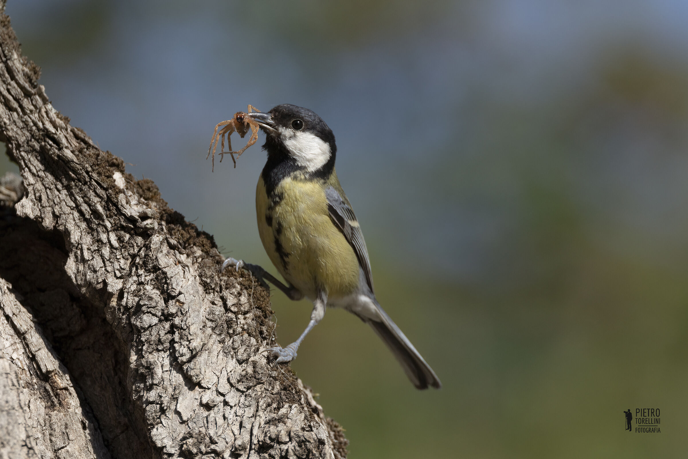 Cinciallegra con preda
