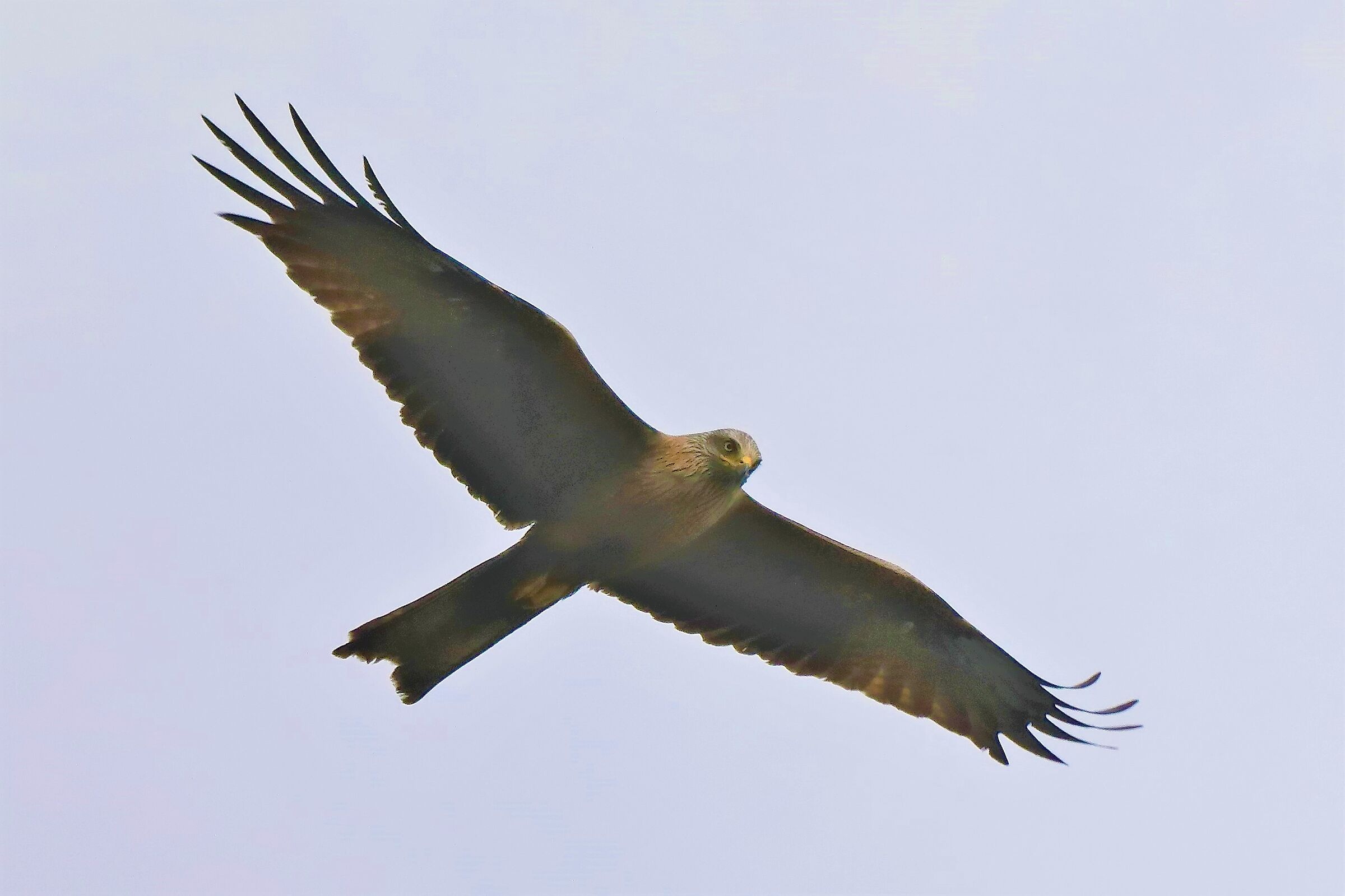 Nibbio bruno 24-04-2022