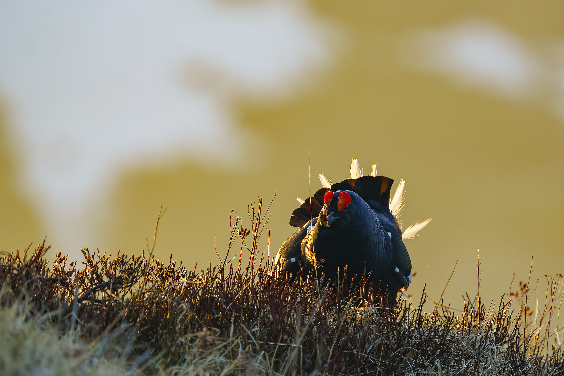 Gallo forcello ai primi raggi di sole