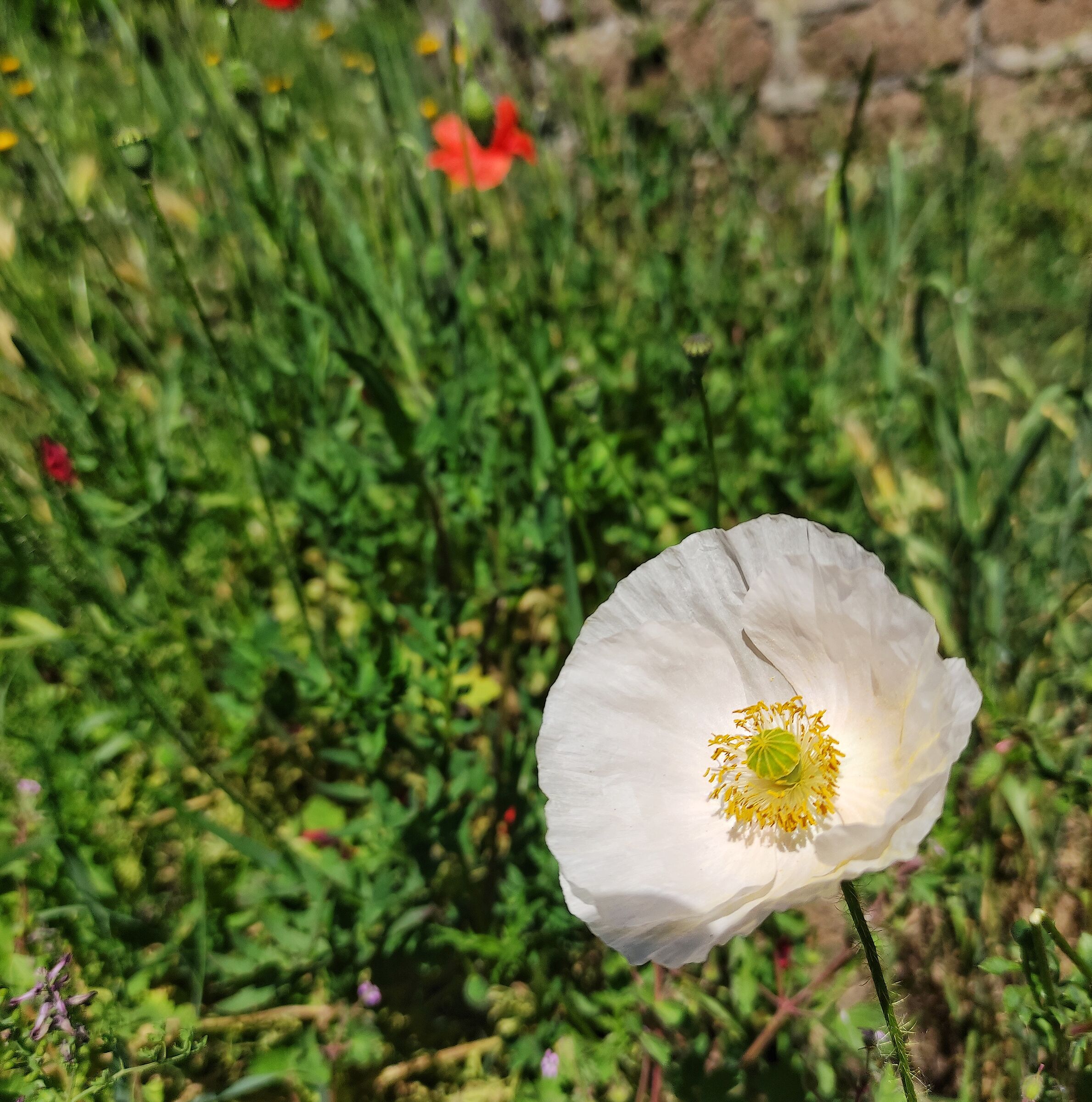 Papavero albino, Viterbo quartiere Santa Barbara