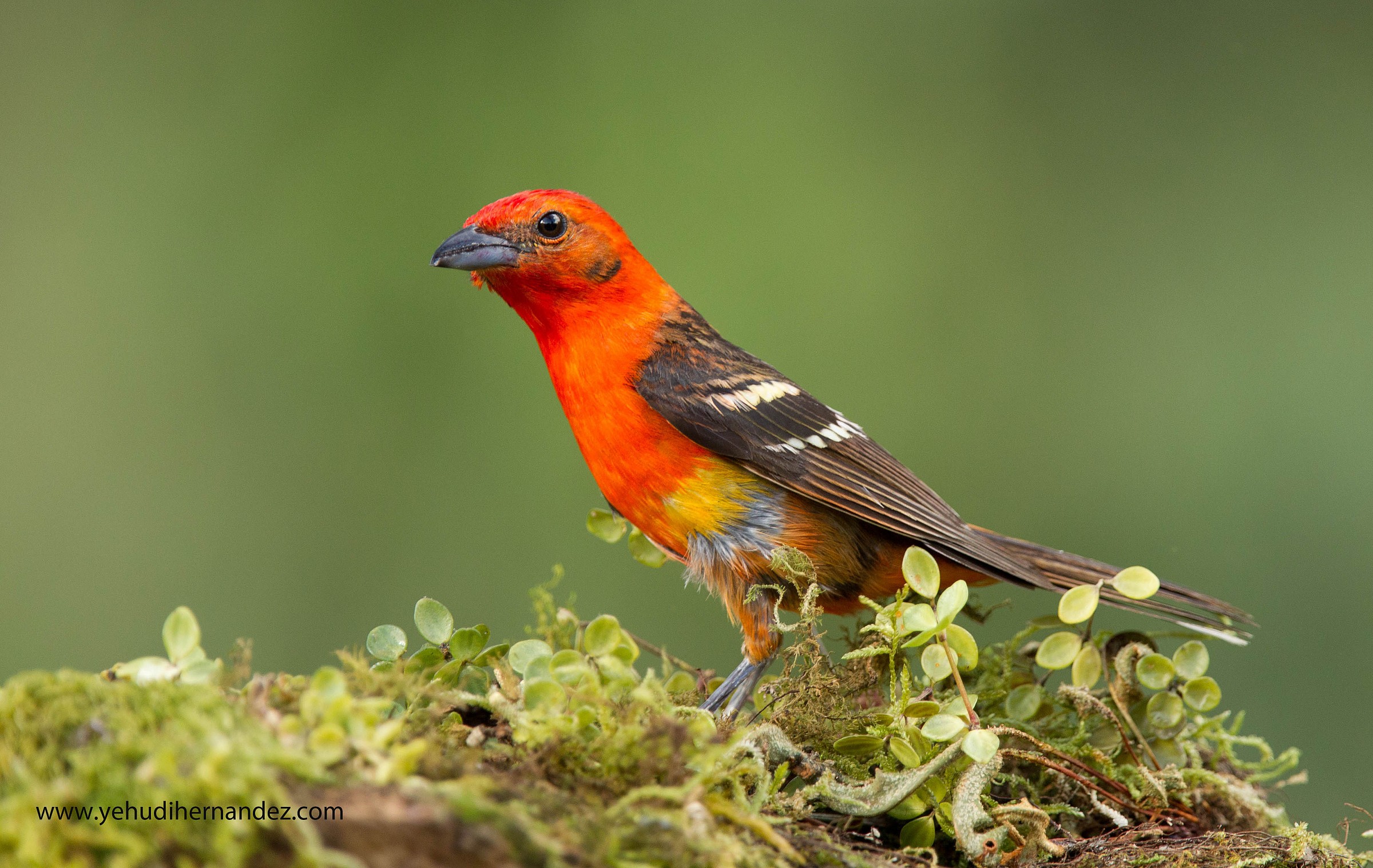 Fiamma colorata Tanager