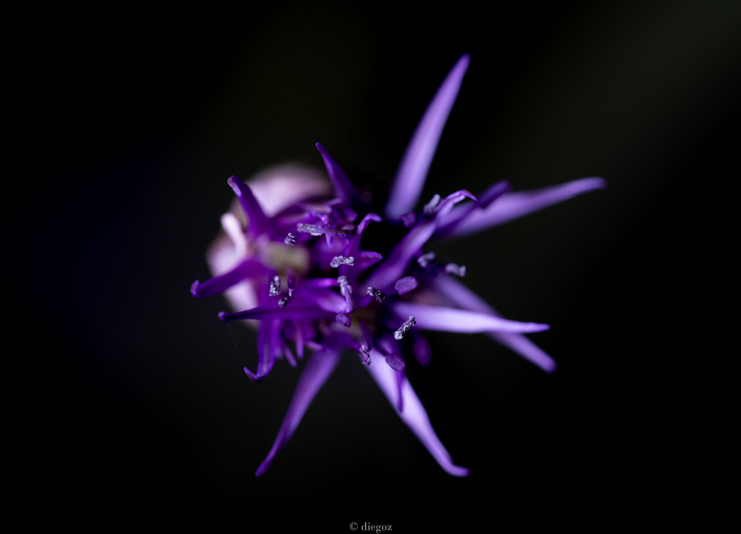 dark flower