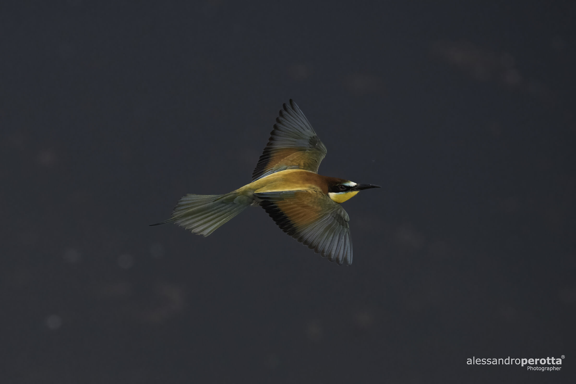 Merops apiaster