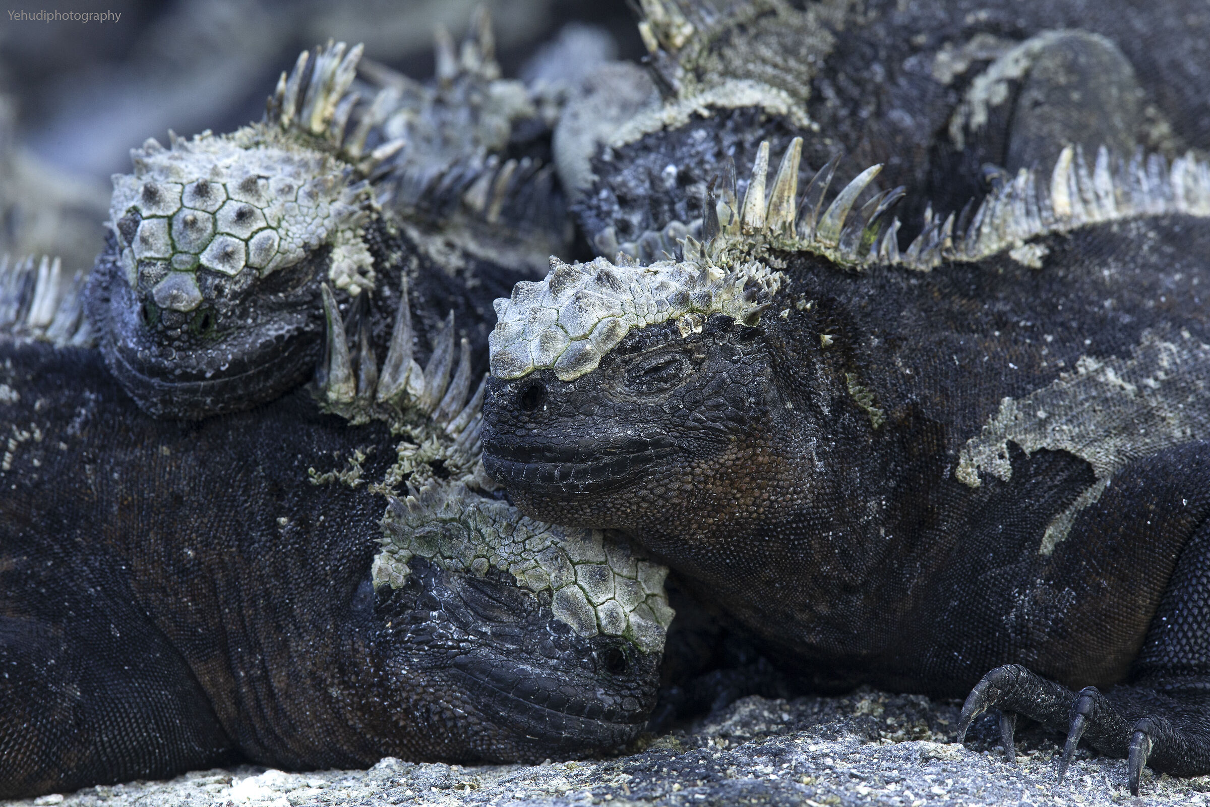 Porti turistici di Iguanas