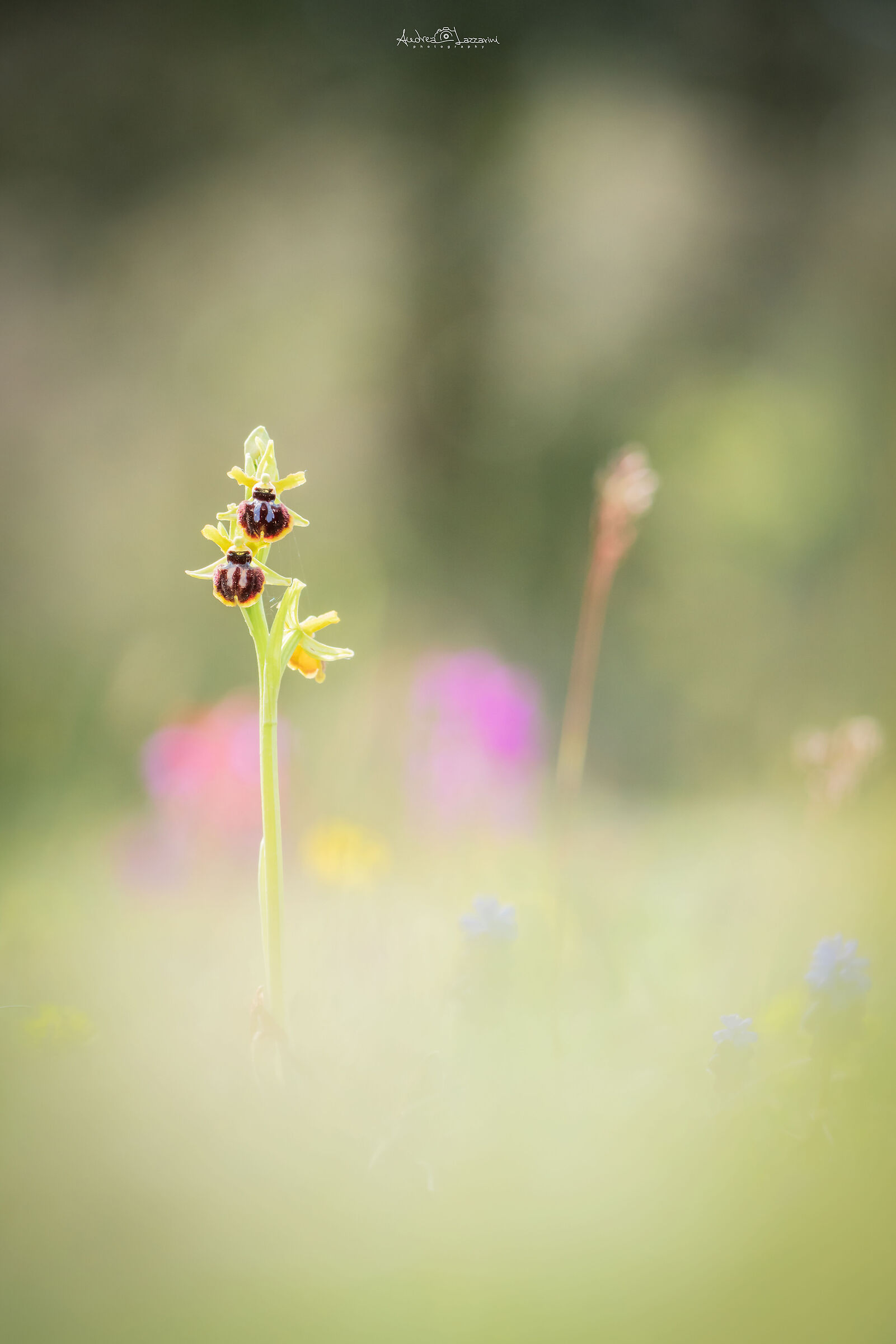 Ophrys passionis sub garganica
