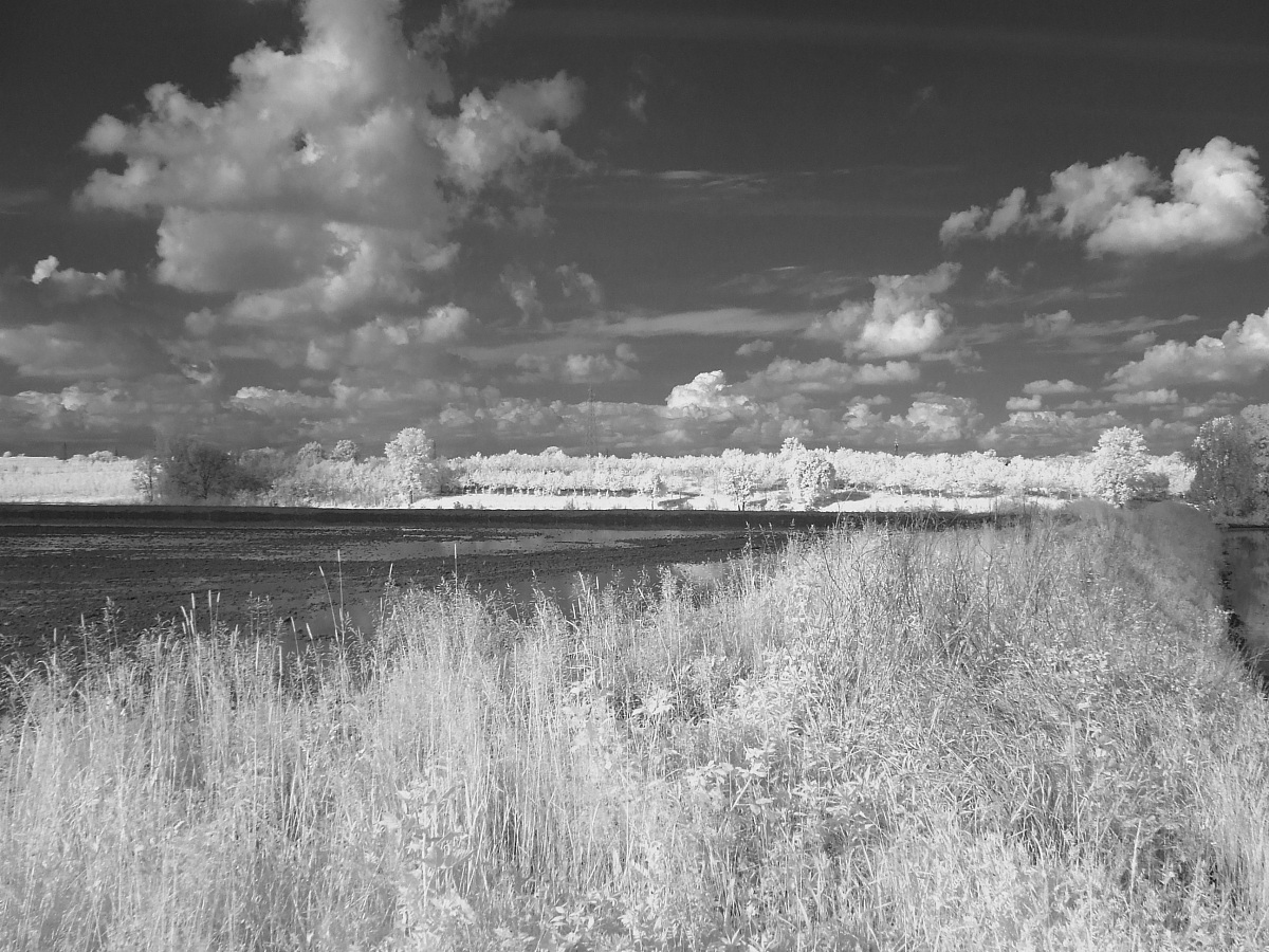 Rice fields (low Novara)